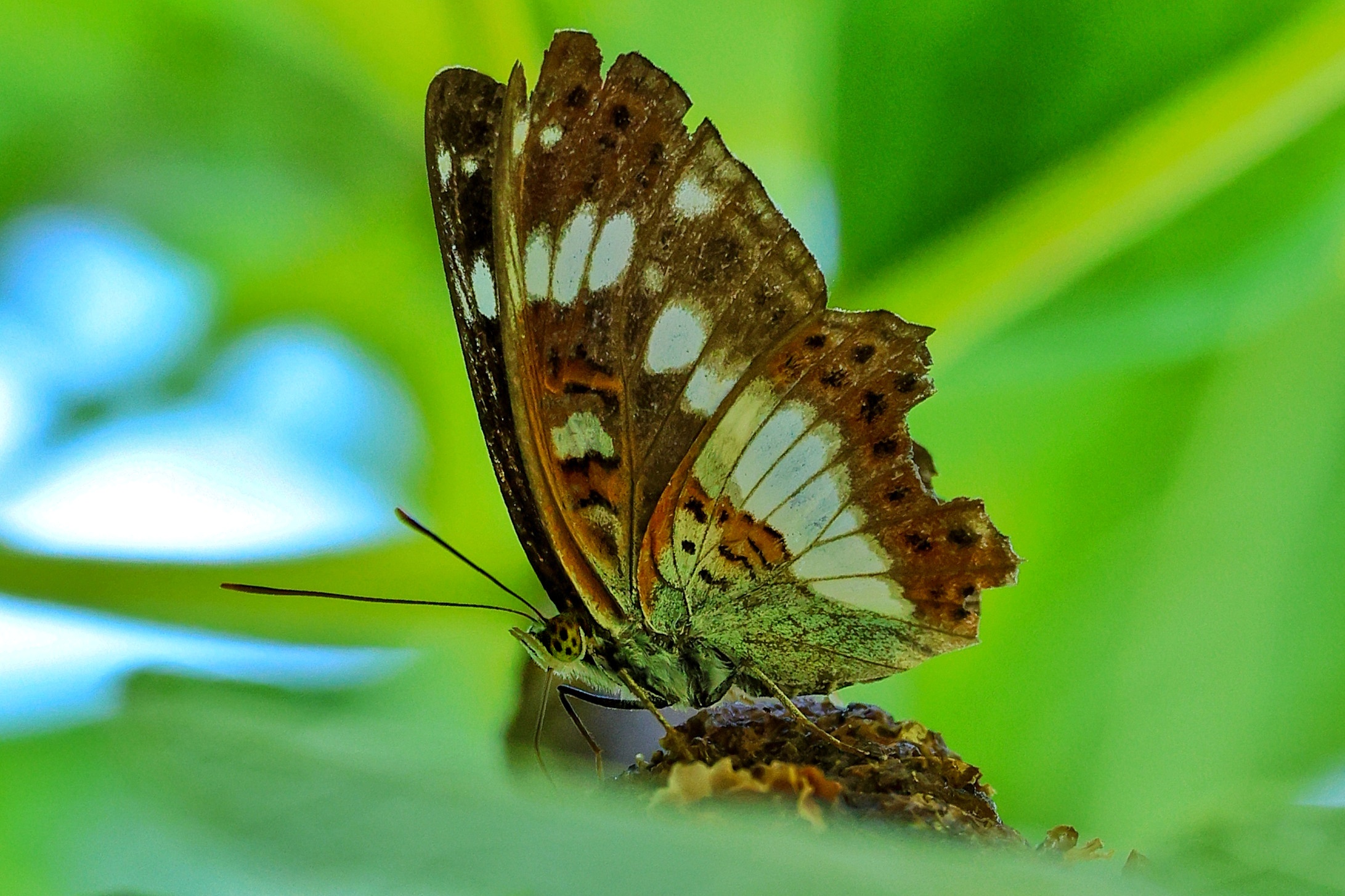 Limenitis camilla