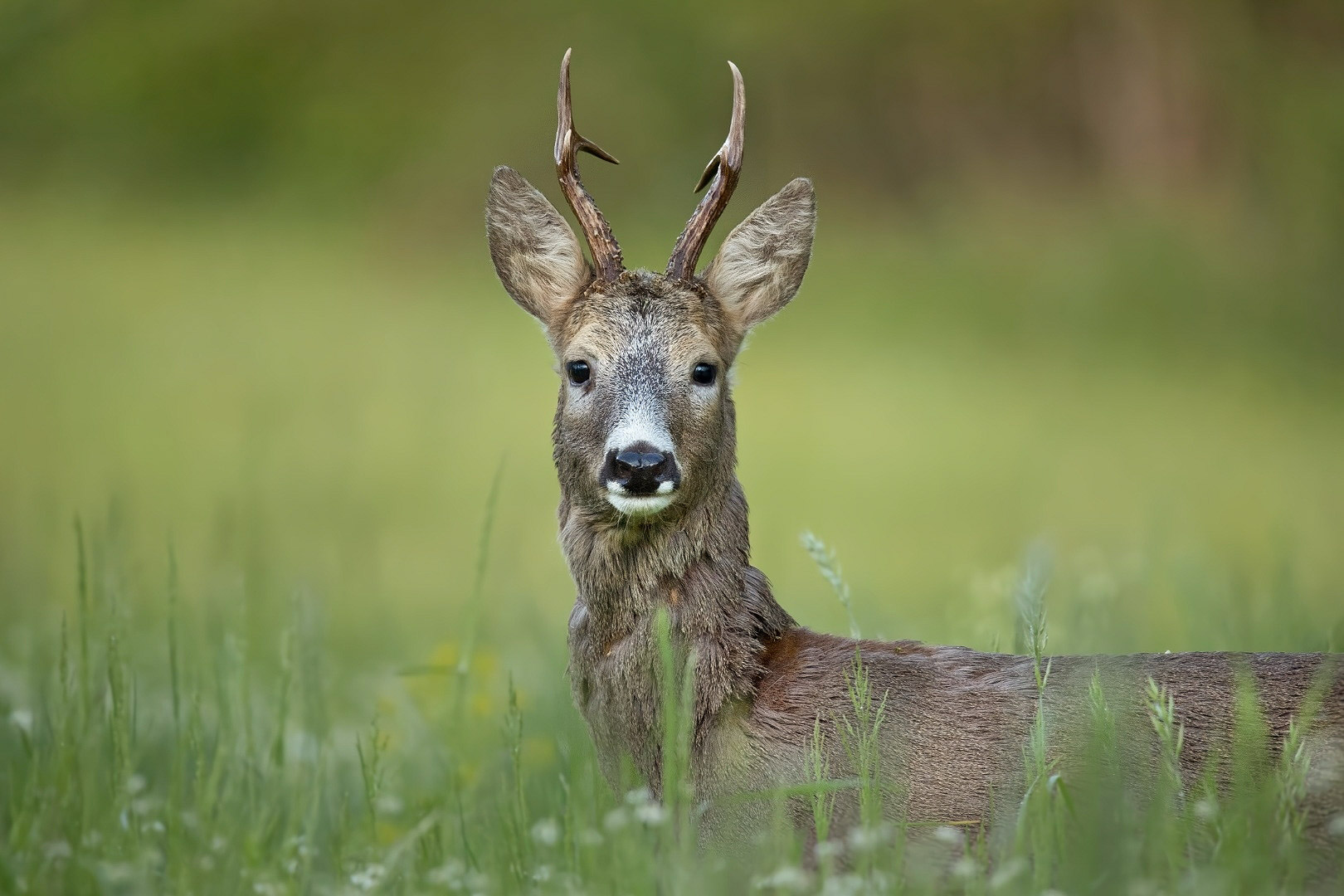 Portrait of a roe deer