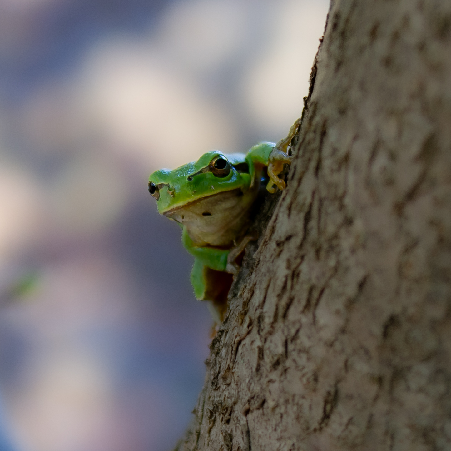 Common tree frog