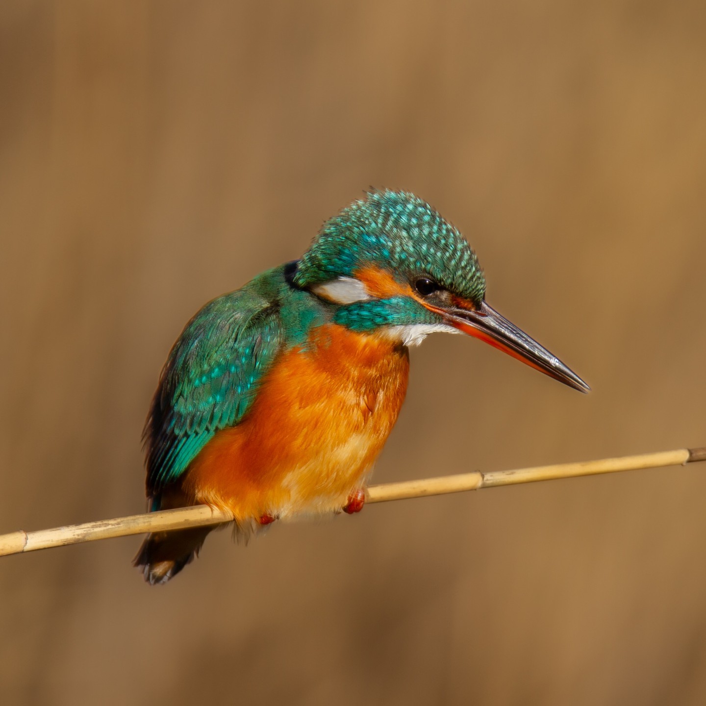 Kingfisher