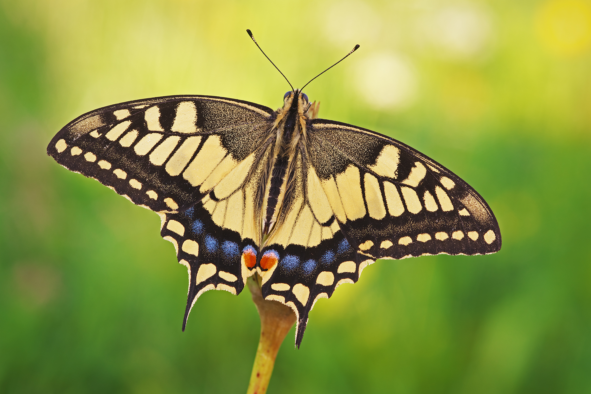Papilio machaon