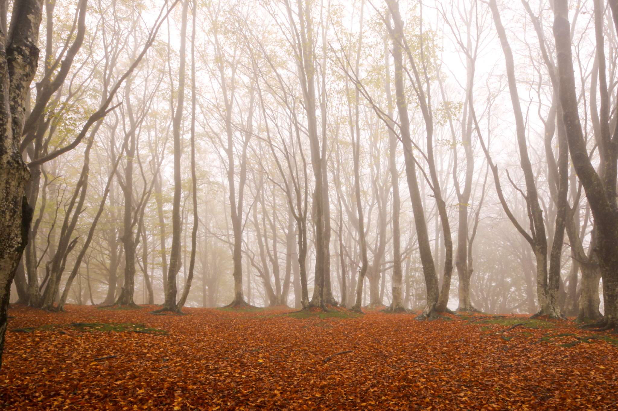Monte San vicino and Canfaito