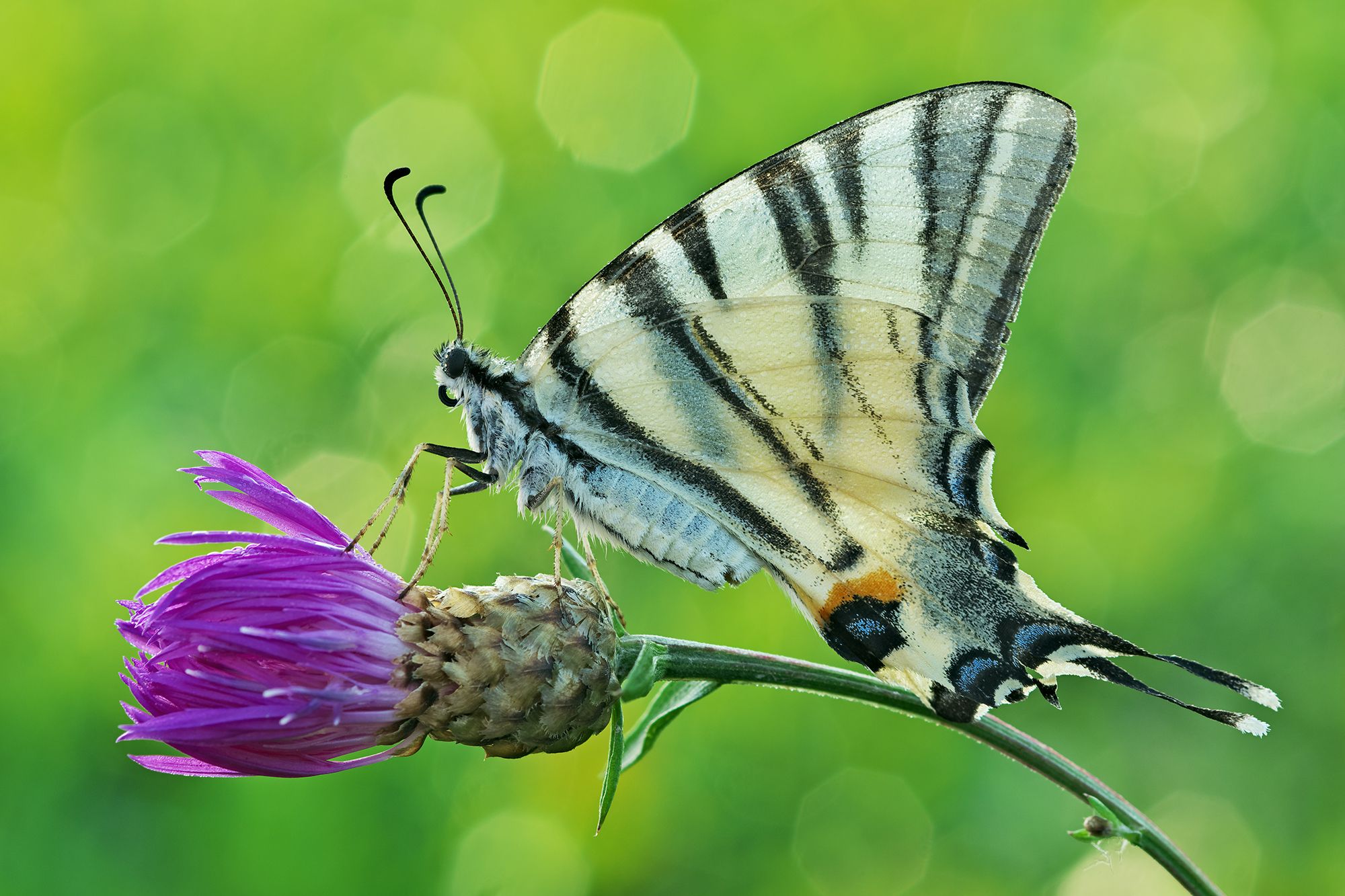 Iphiclides podalirius