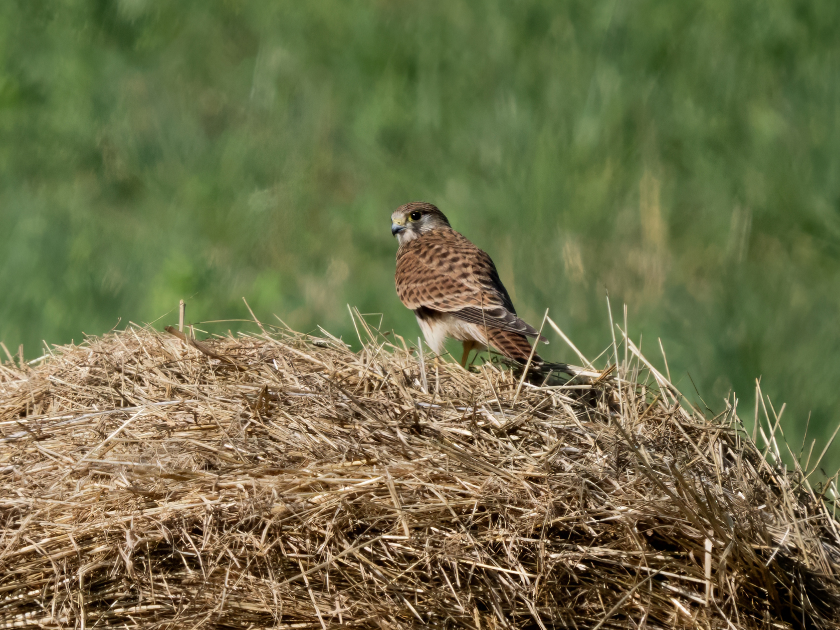 Kestrel
