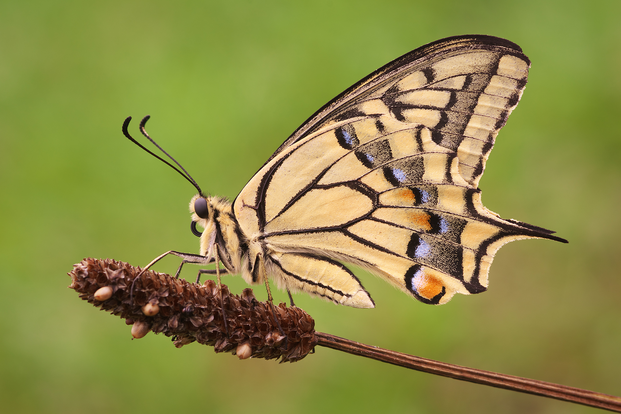 Papilio machaon