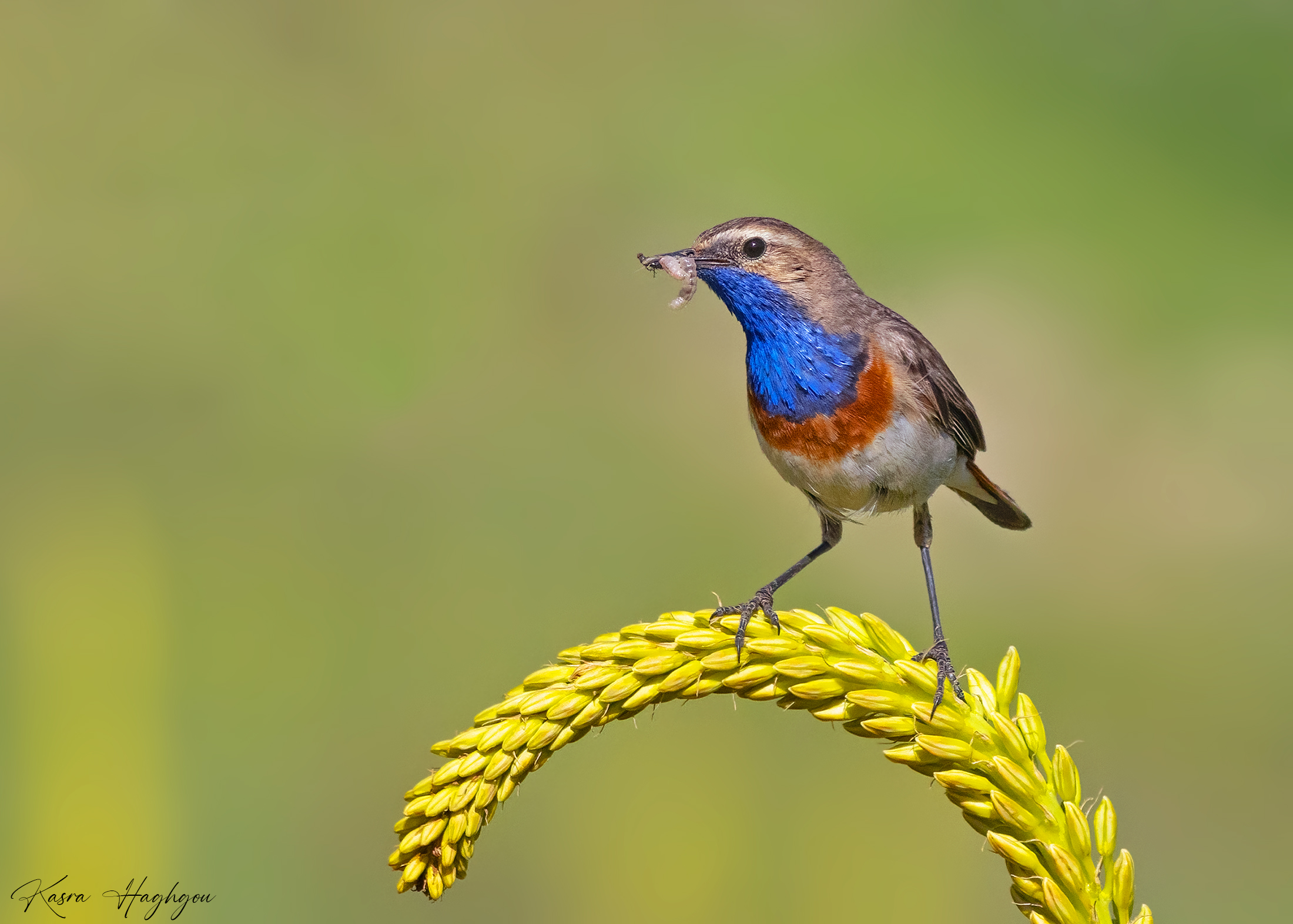 Bluethroat