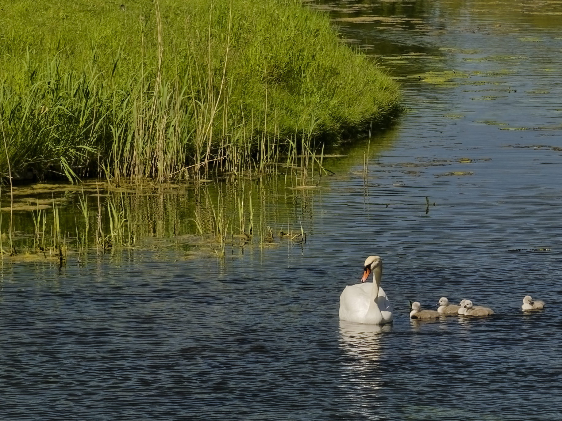 Swan with cubs