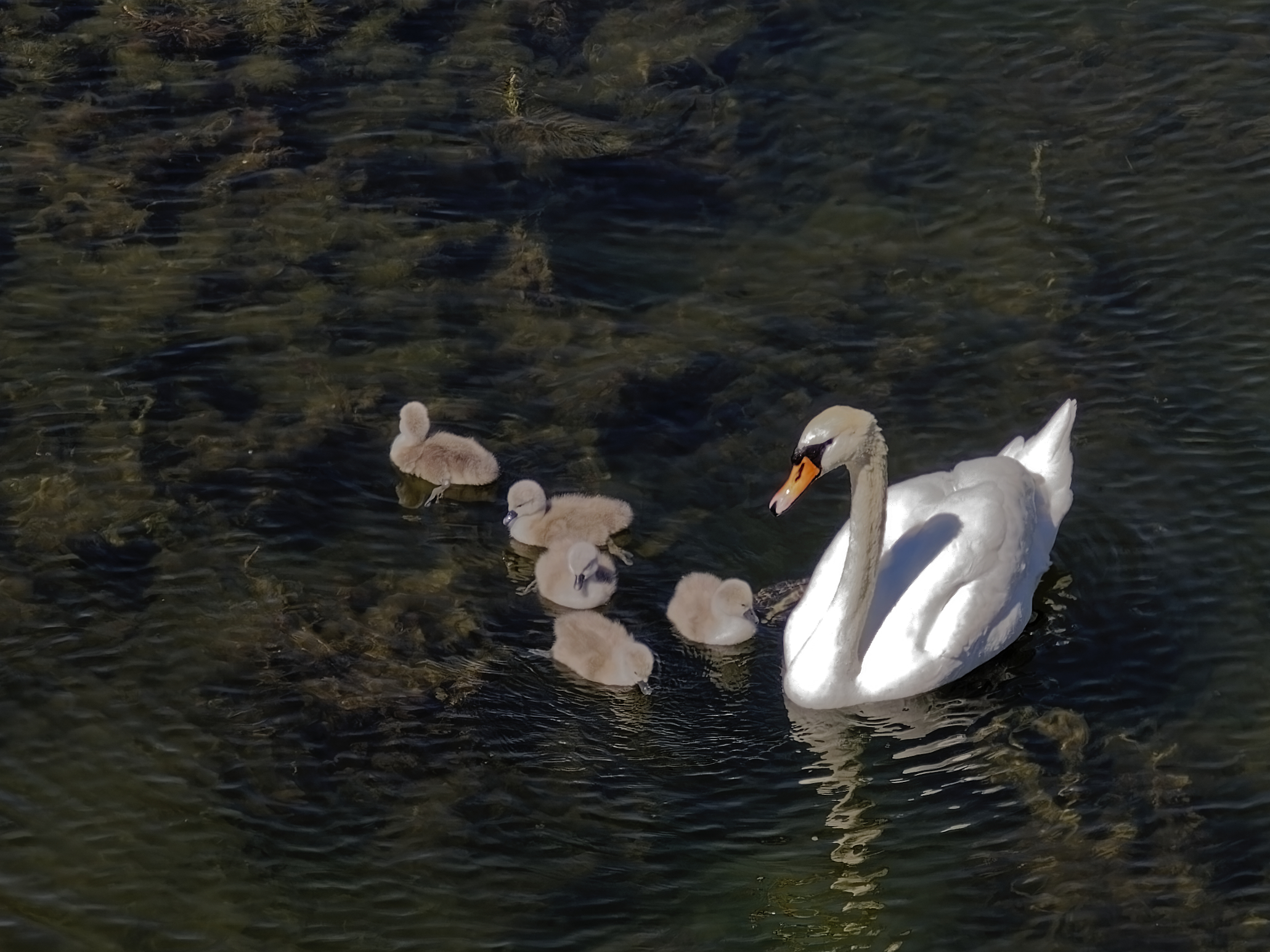 Swan with cubs