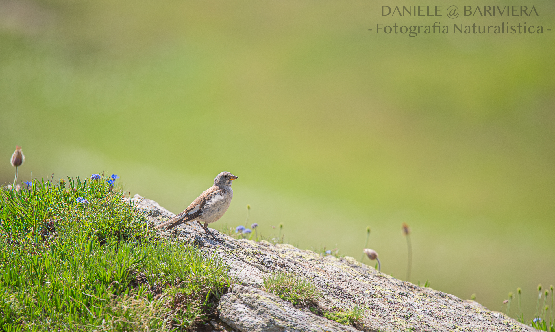 Alpine Finch