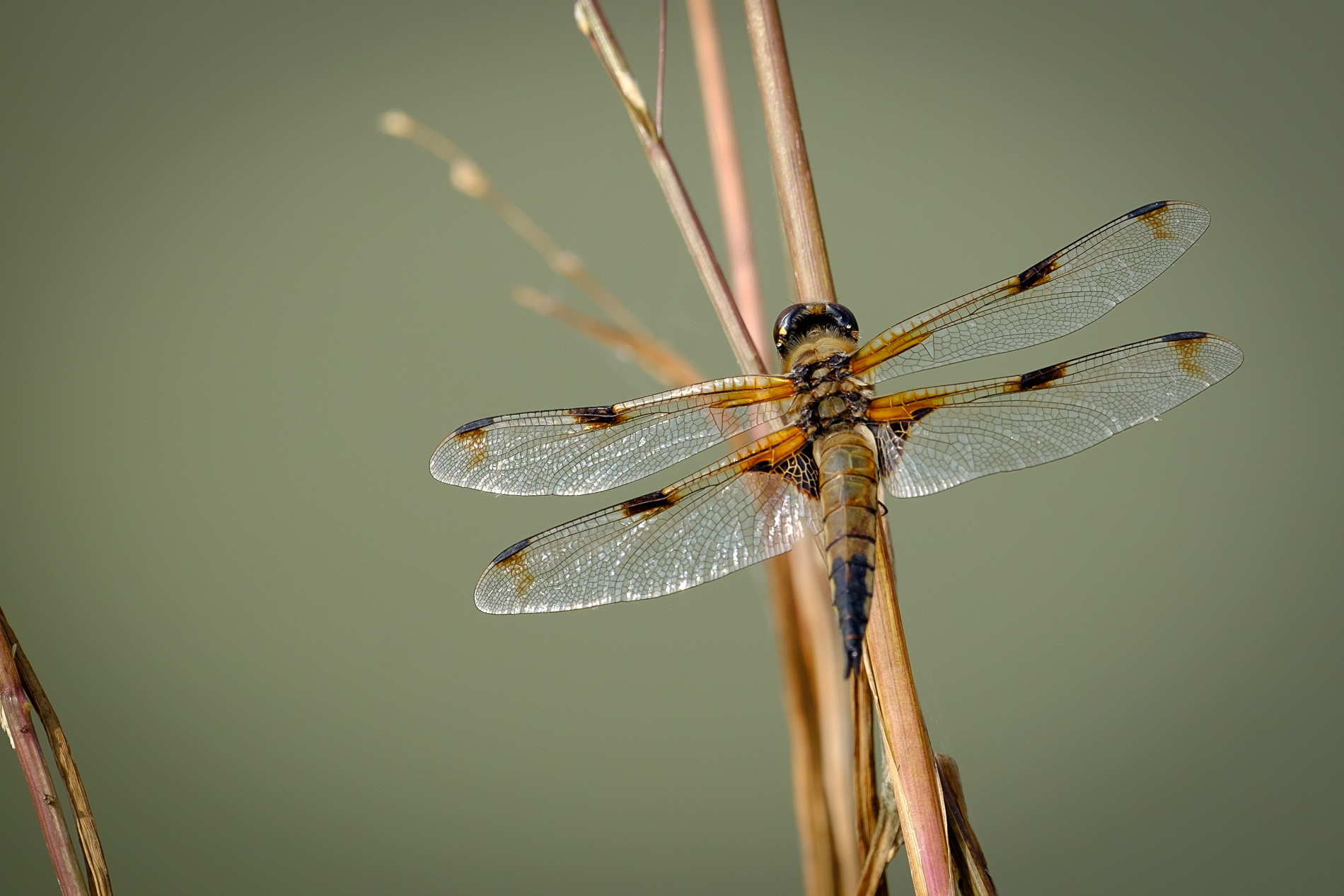 Libellula quadrimaculata