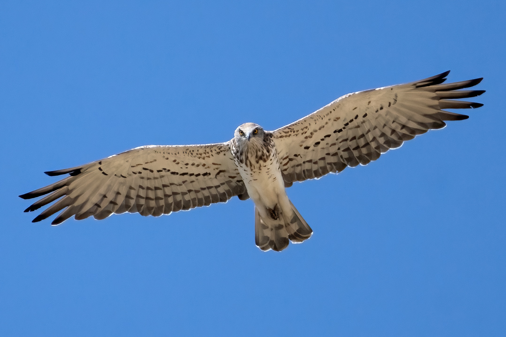 Short-toed Eagle (Circaetus gallicus)