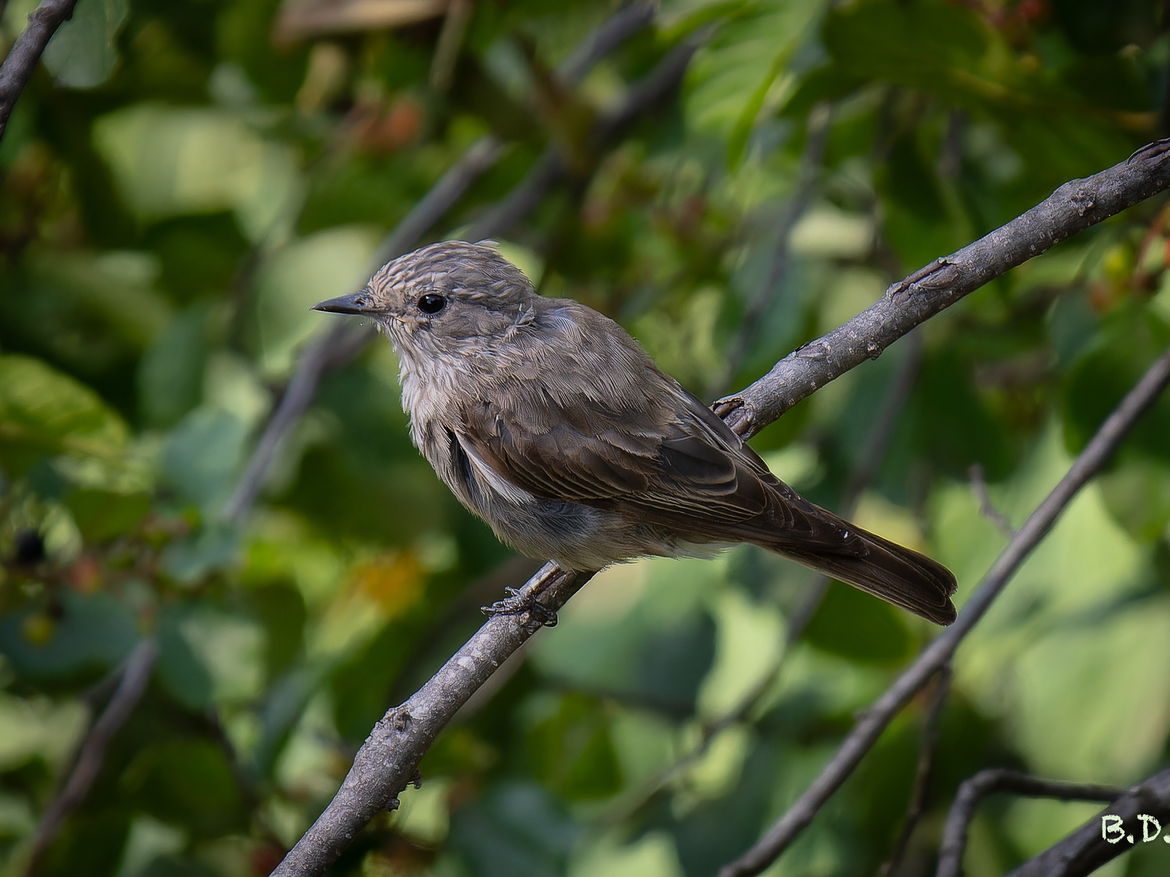 Muscicapa striata