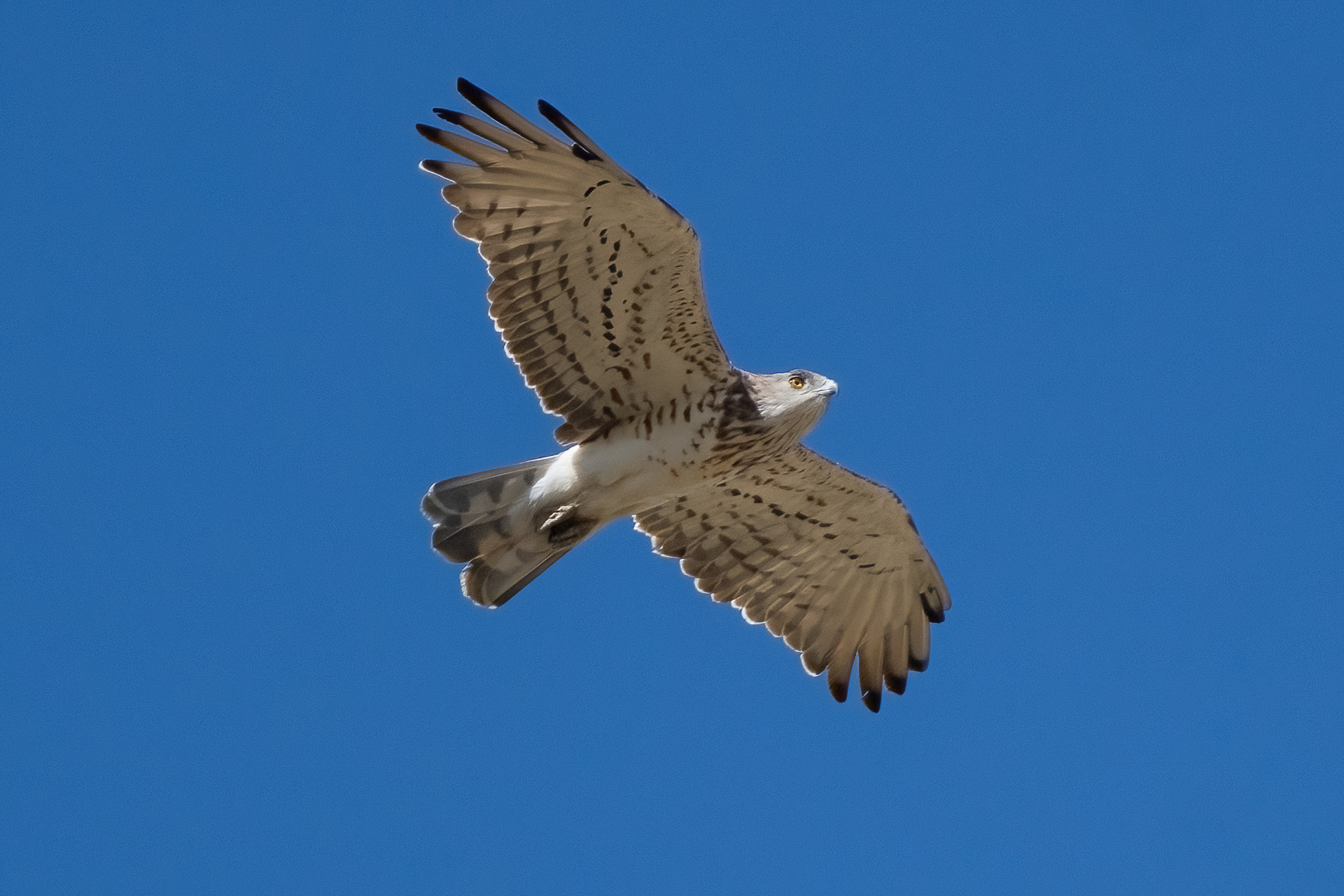 Short-toed Eagle (Circaetus gallicus)