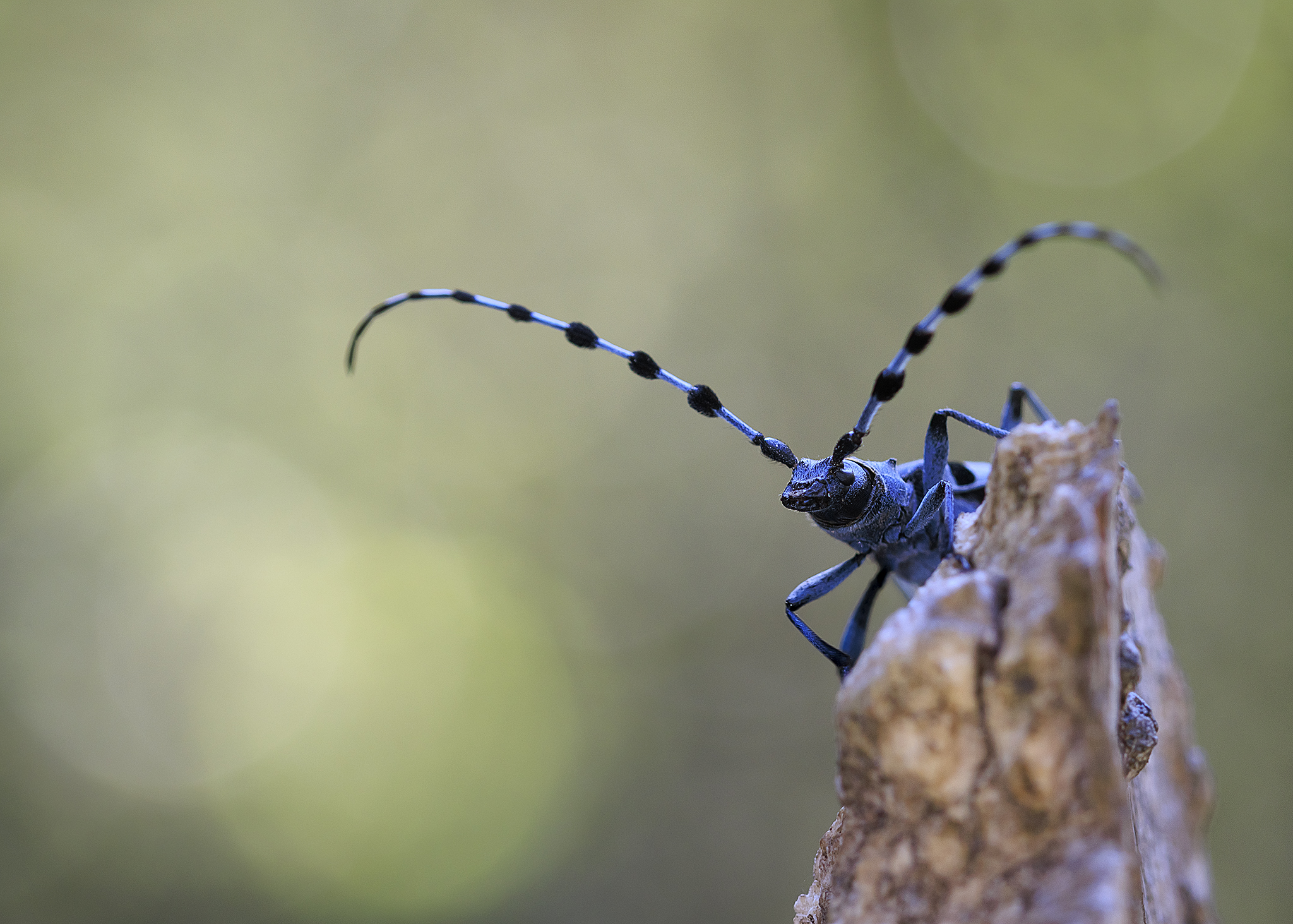 Rosalia alpina