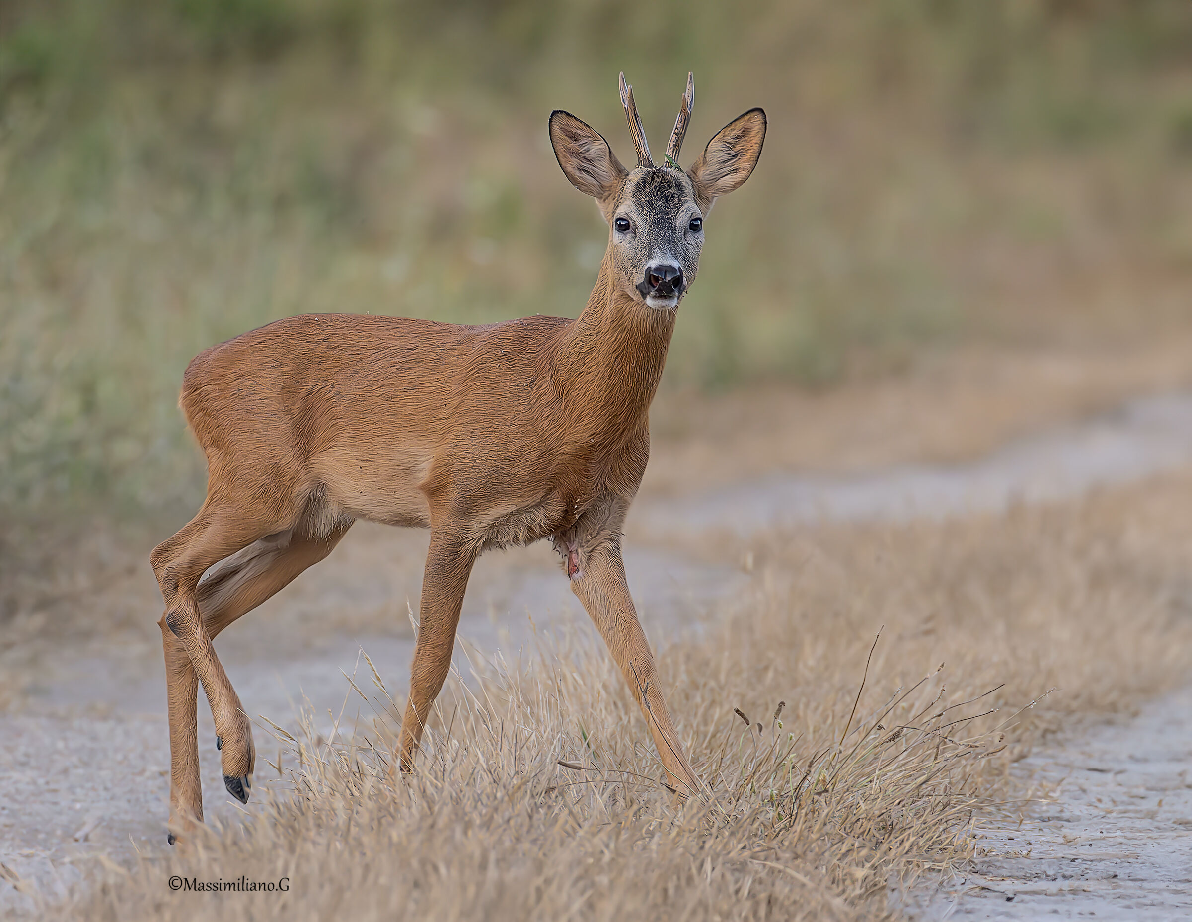 Roebuck