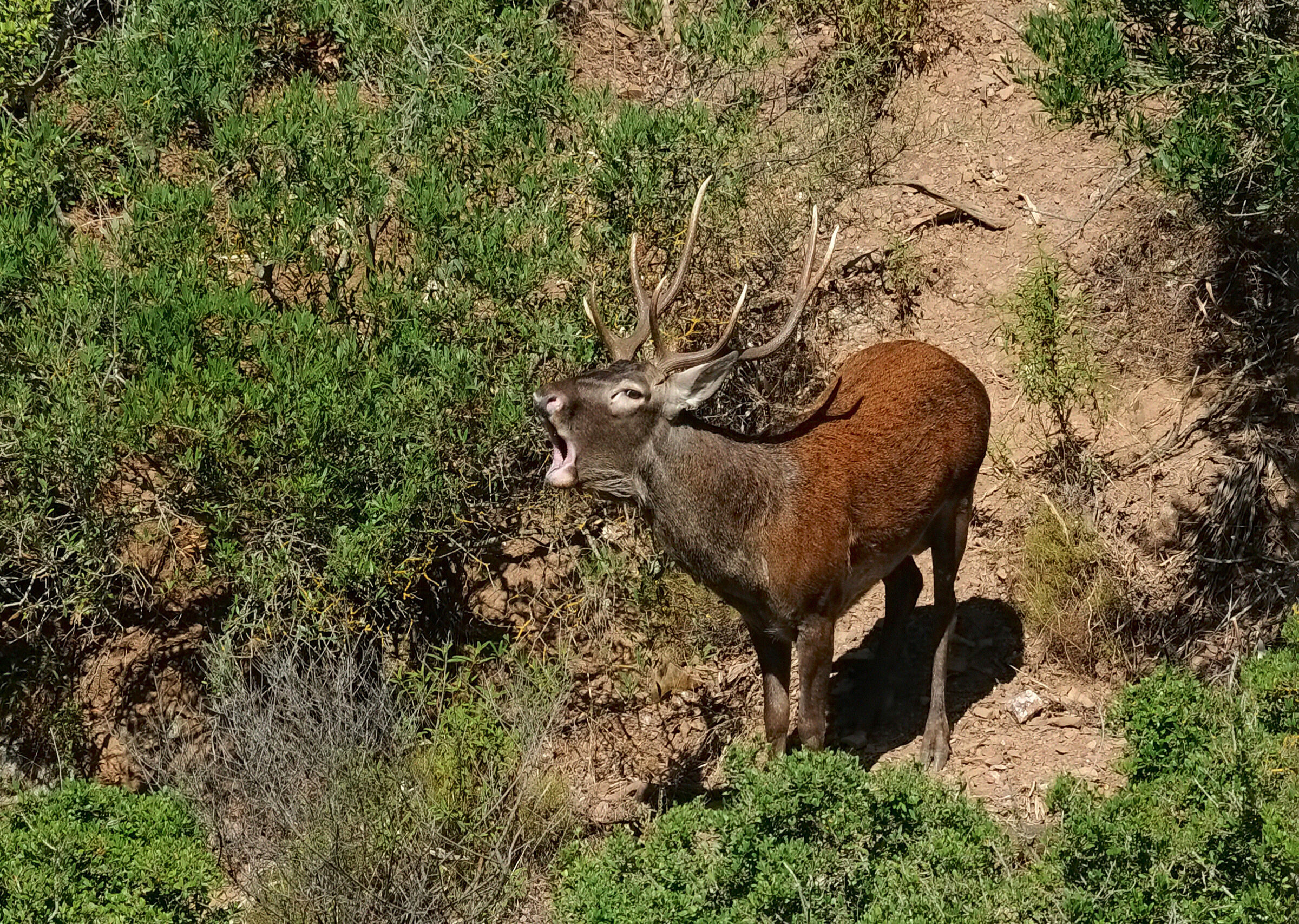 Waiting for the bellowing season ...