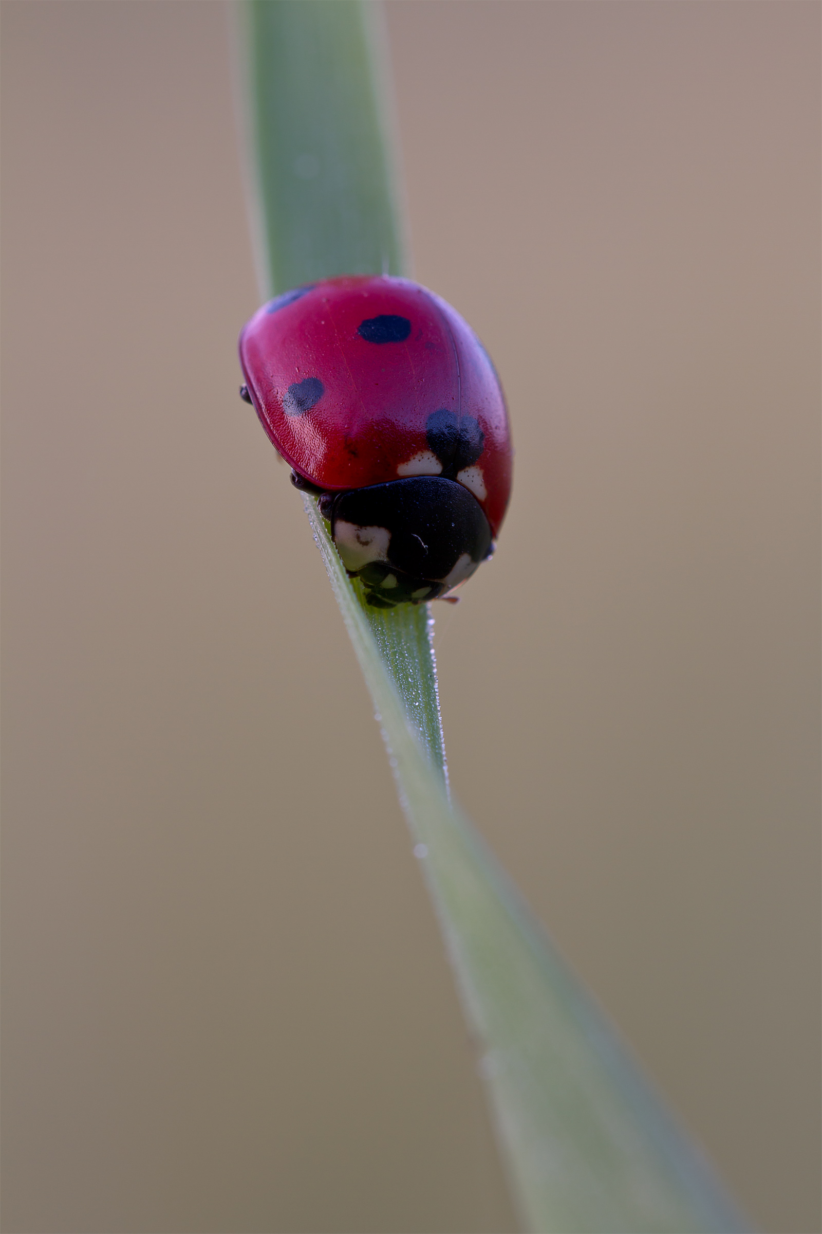 The rest of the predator