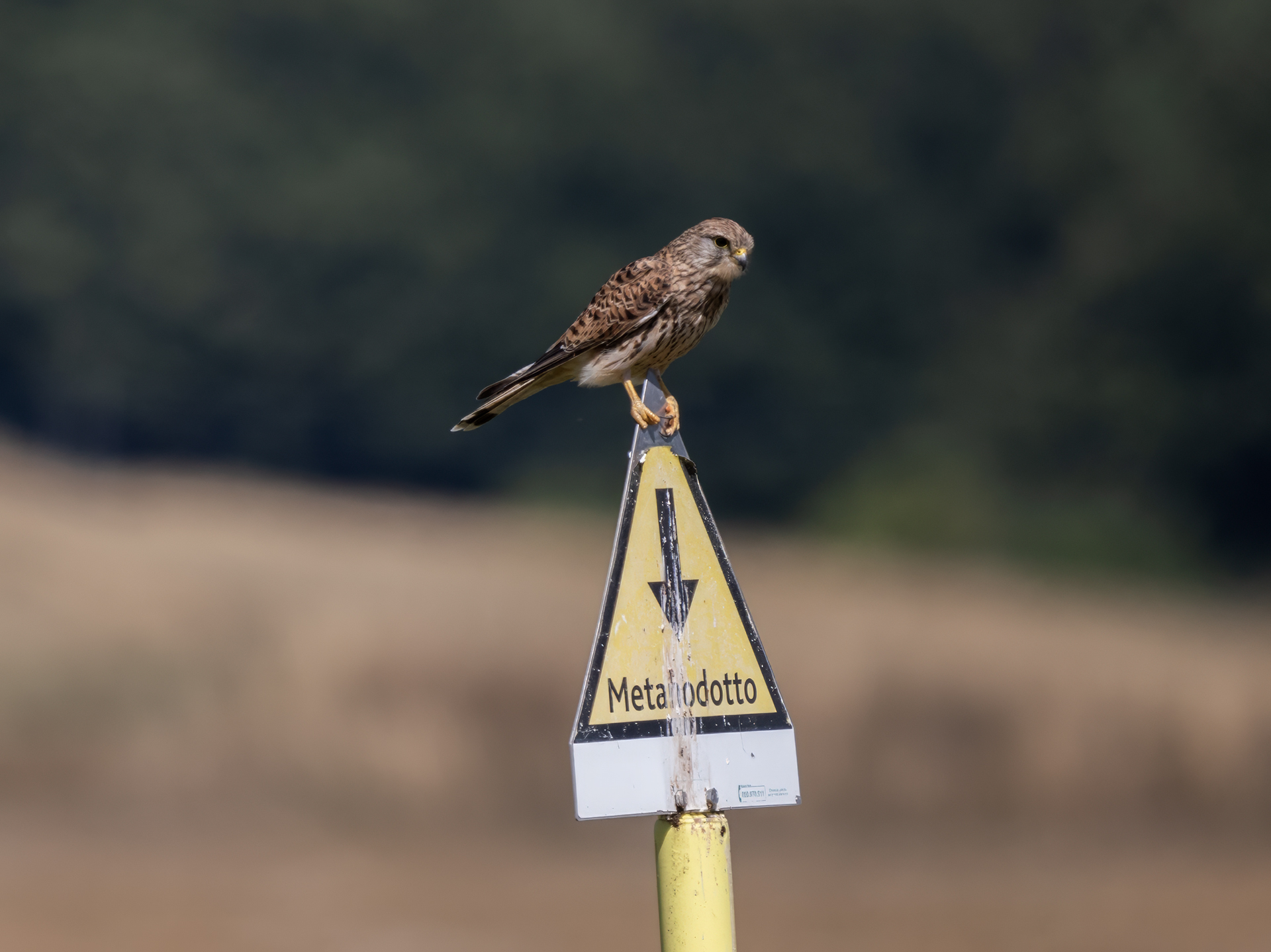 A more uncomfortable position could not find it. Kestrel