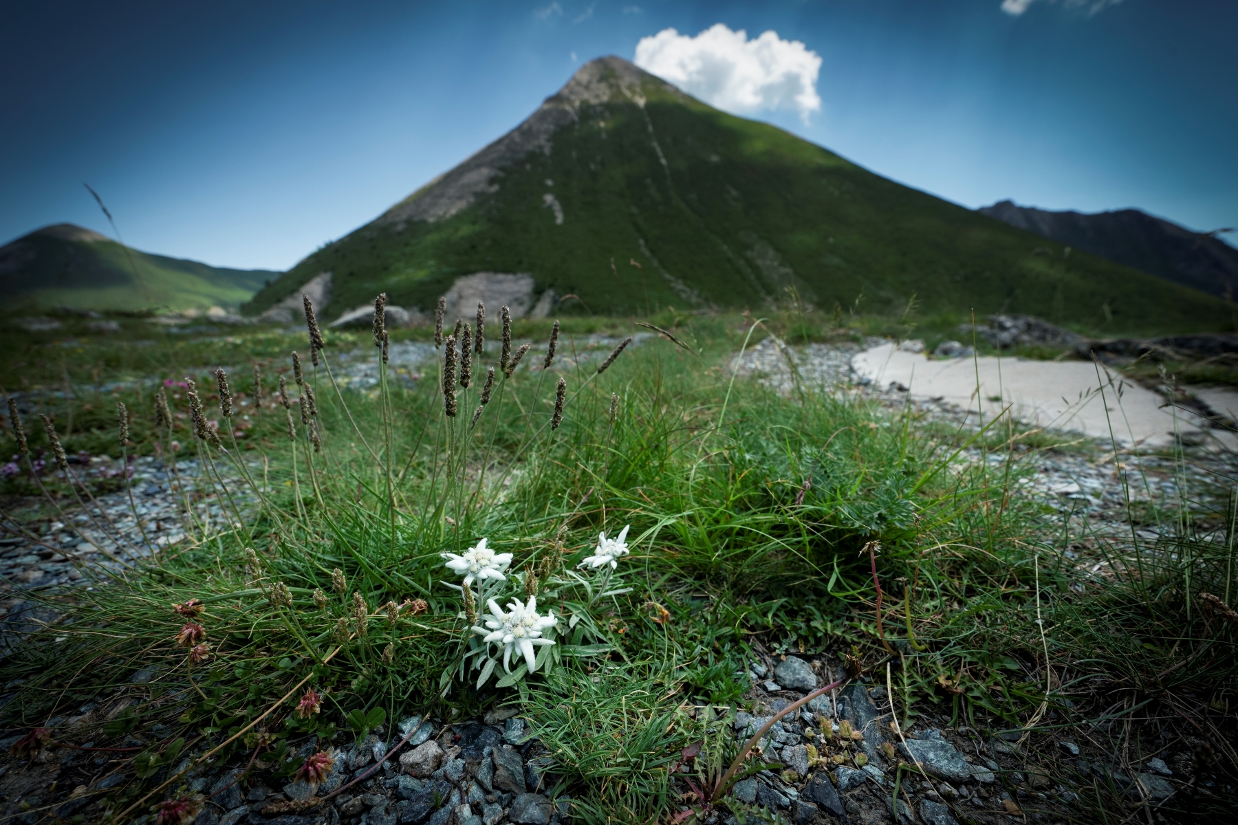 Stelle alpine al colle