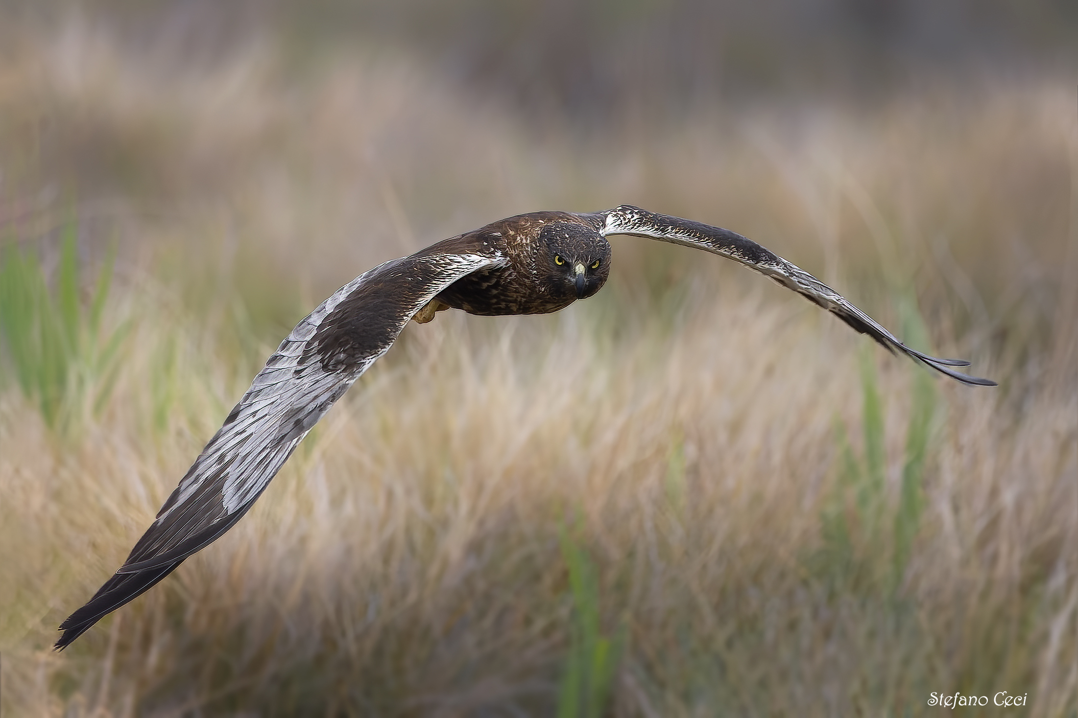 Falco di palude maschio