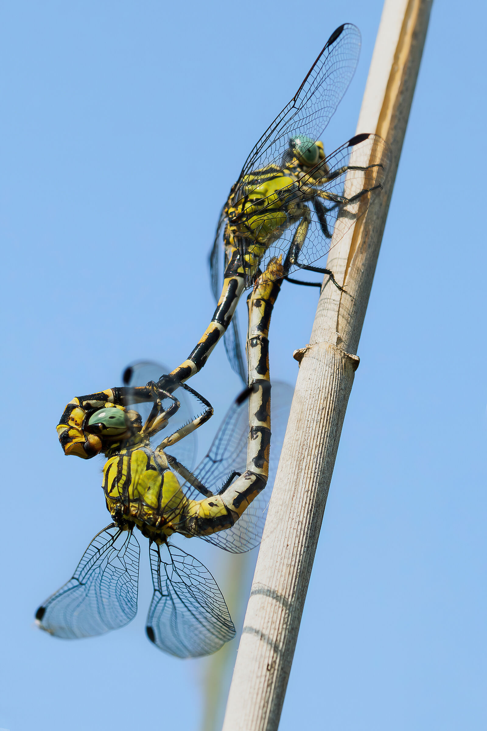 Mating between Onychogomphus forcipatus