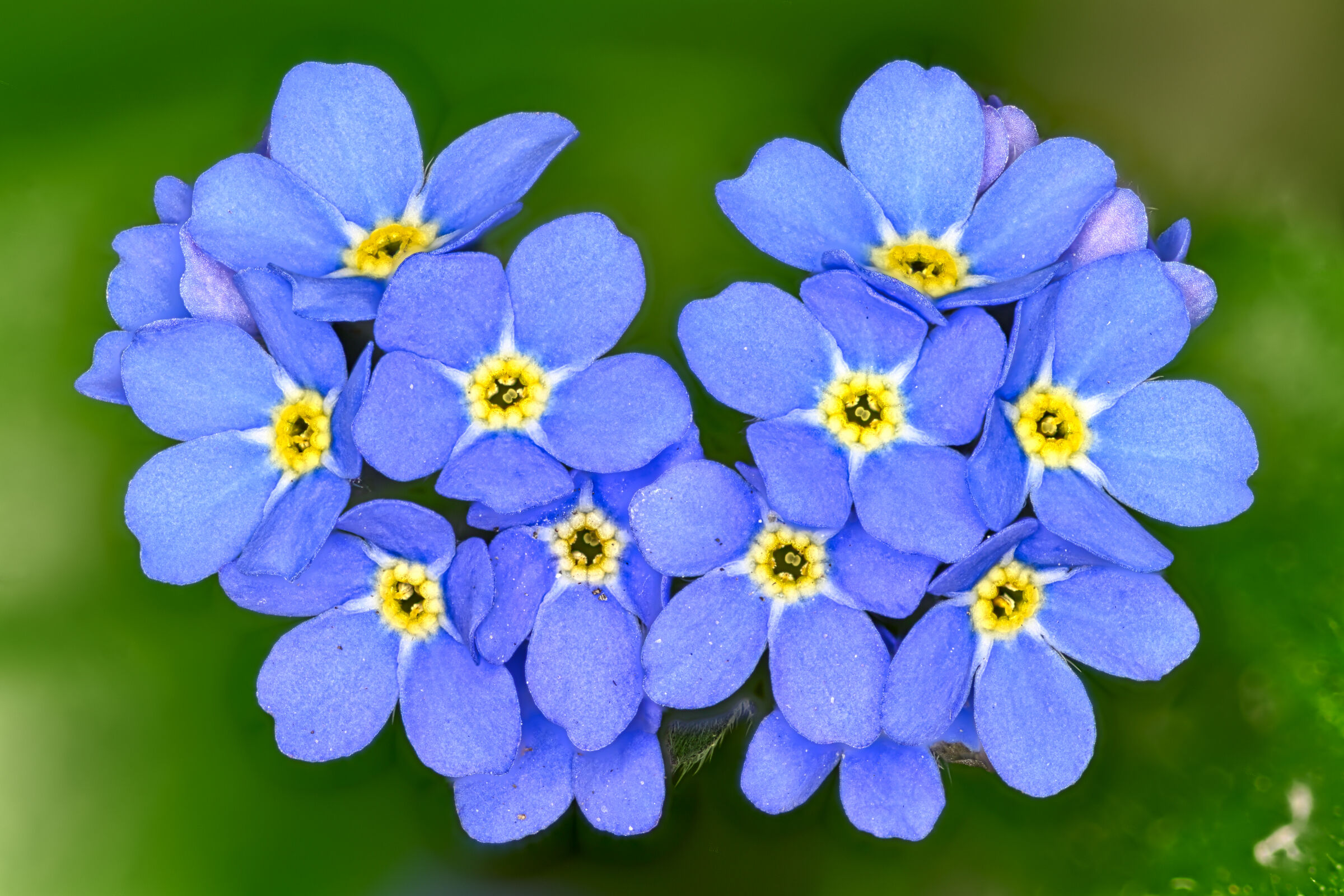 Non ti scordar di me