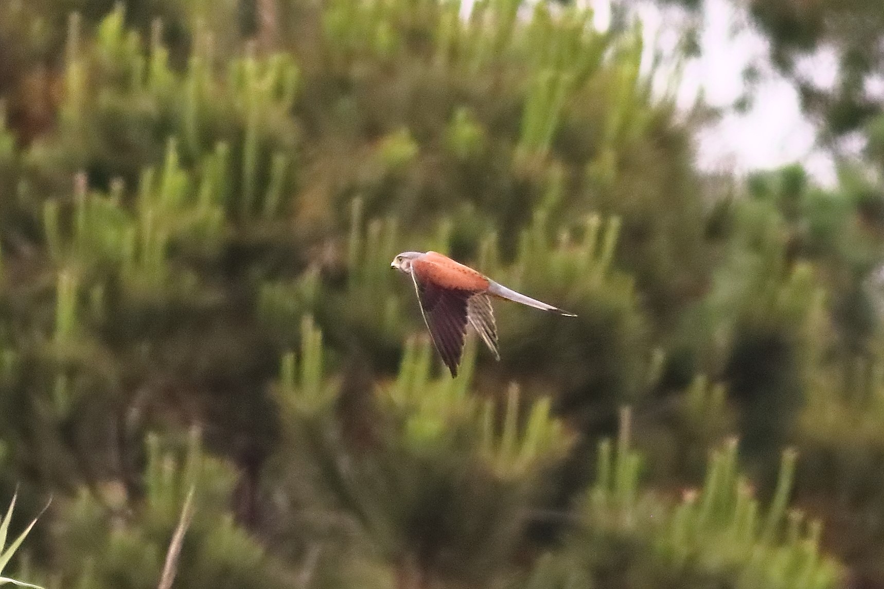 Gheppio 18-06-2024 - 0462