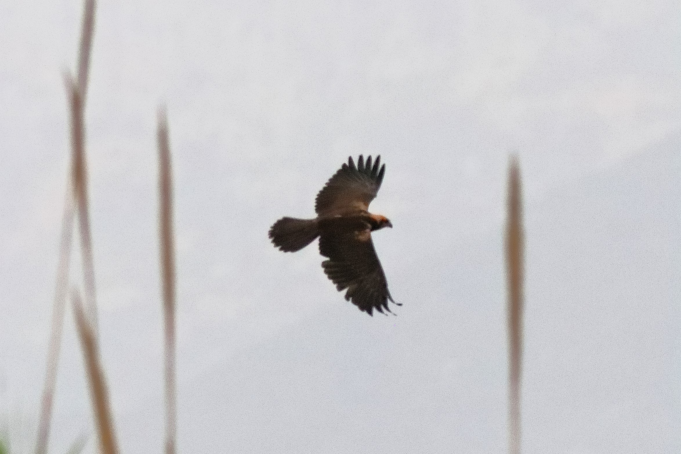 Falco di palude F 19-06-2024 - 0533