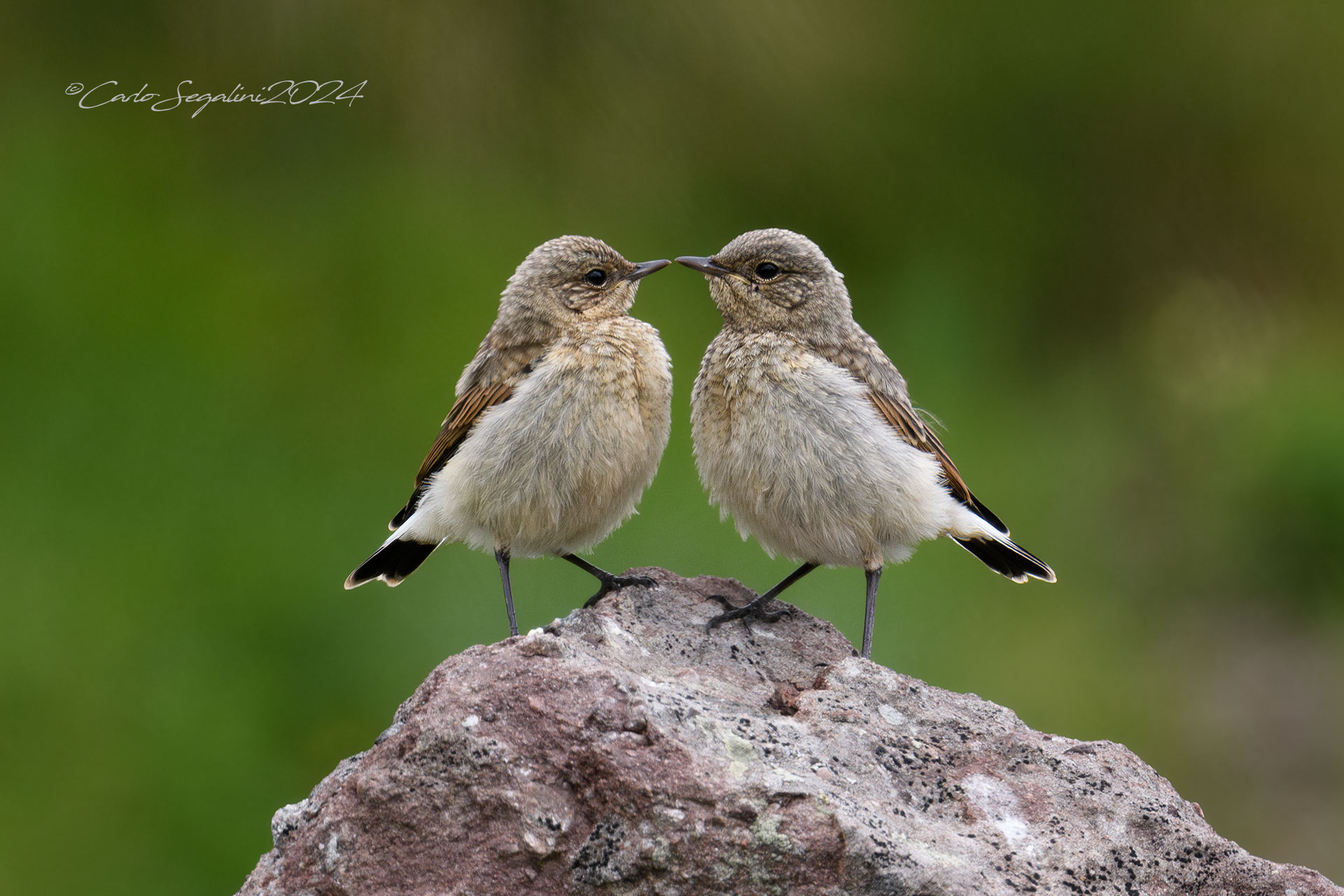 Young in love