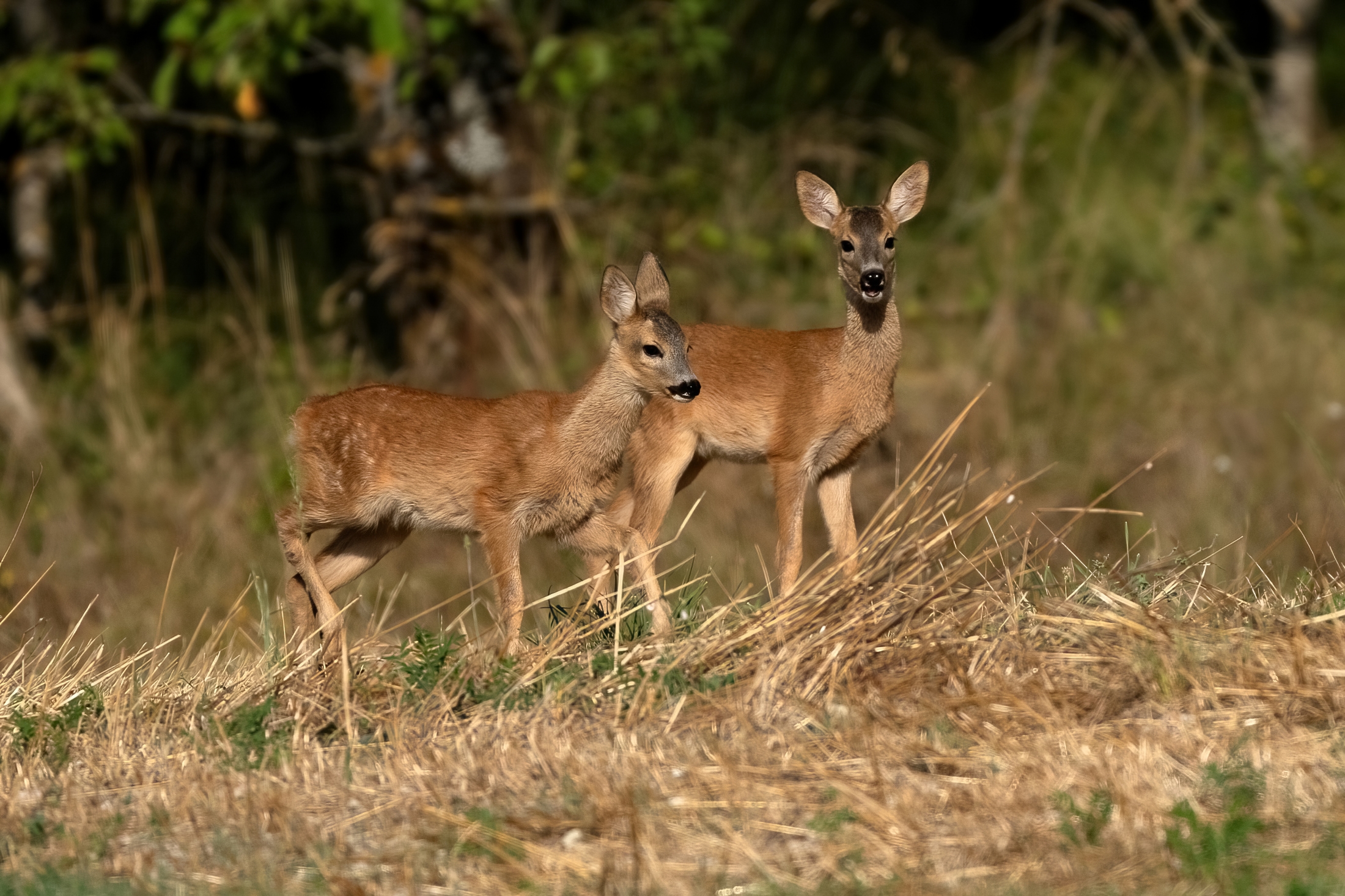 Roe deer