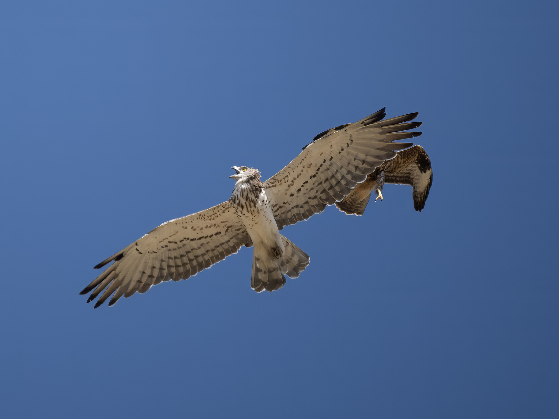 Attack of a Buzzard on the Short-toed Eagle