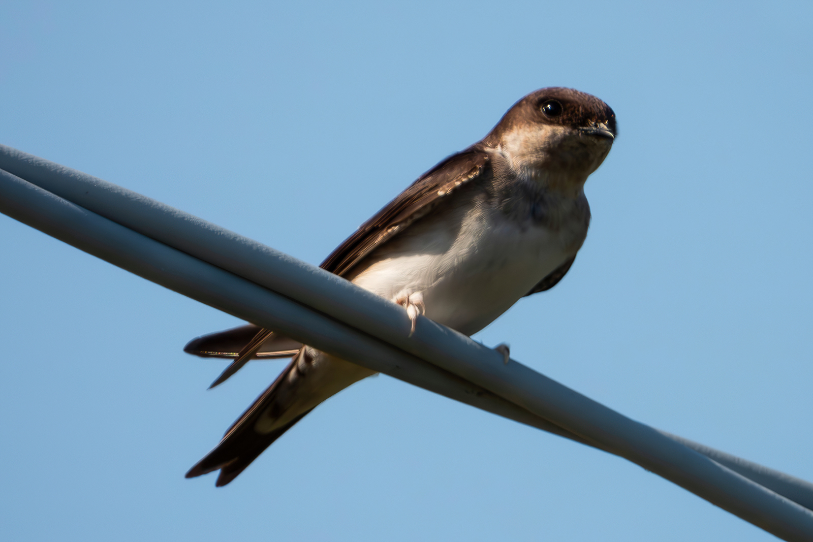 House martin