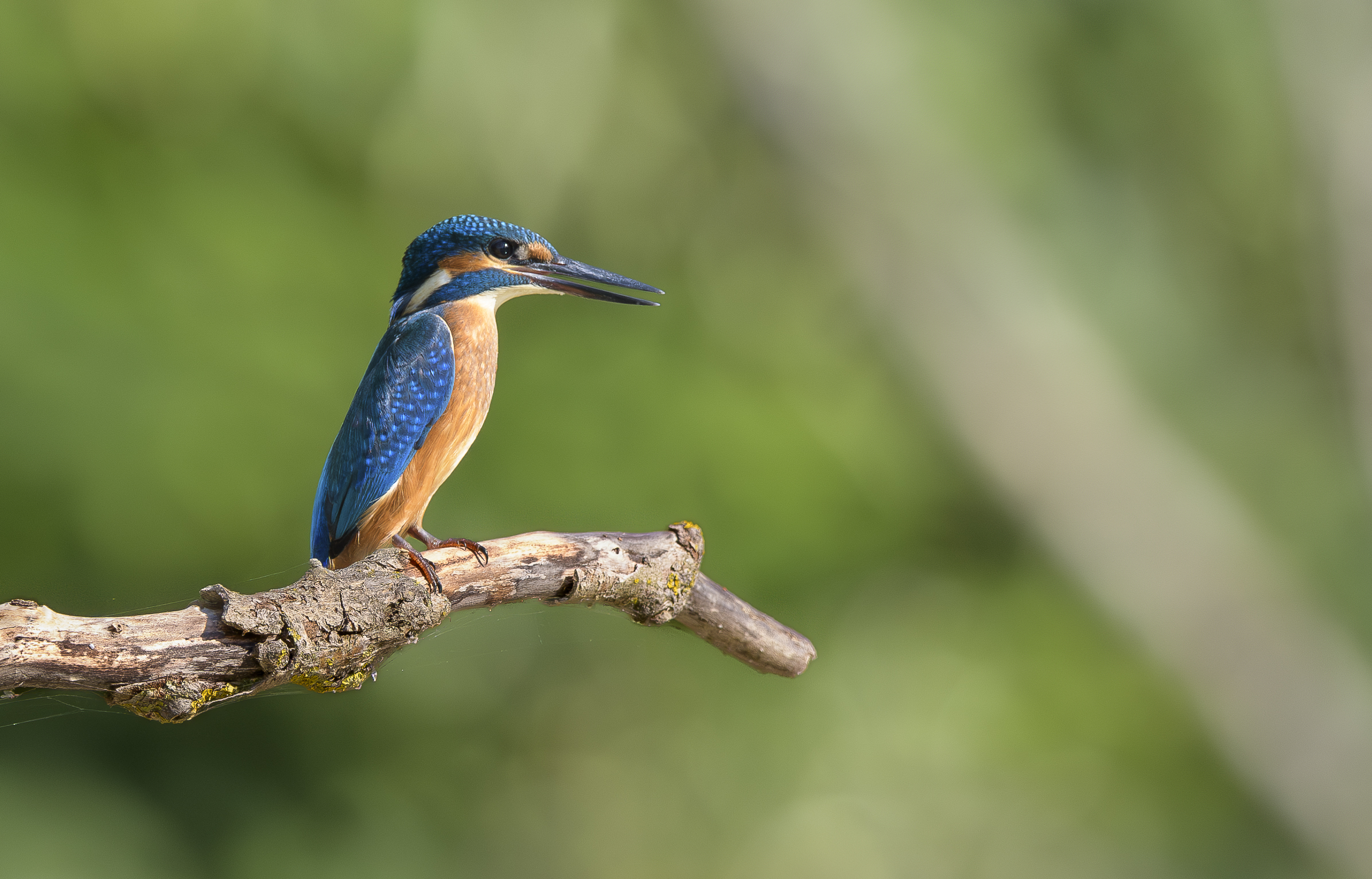 Kingfisher