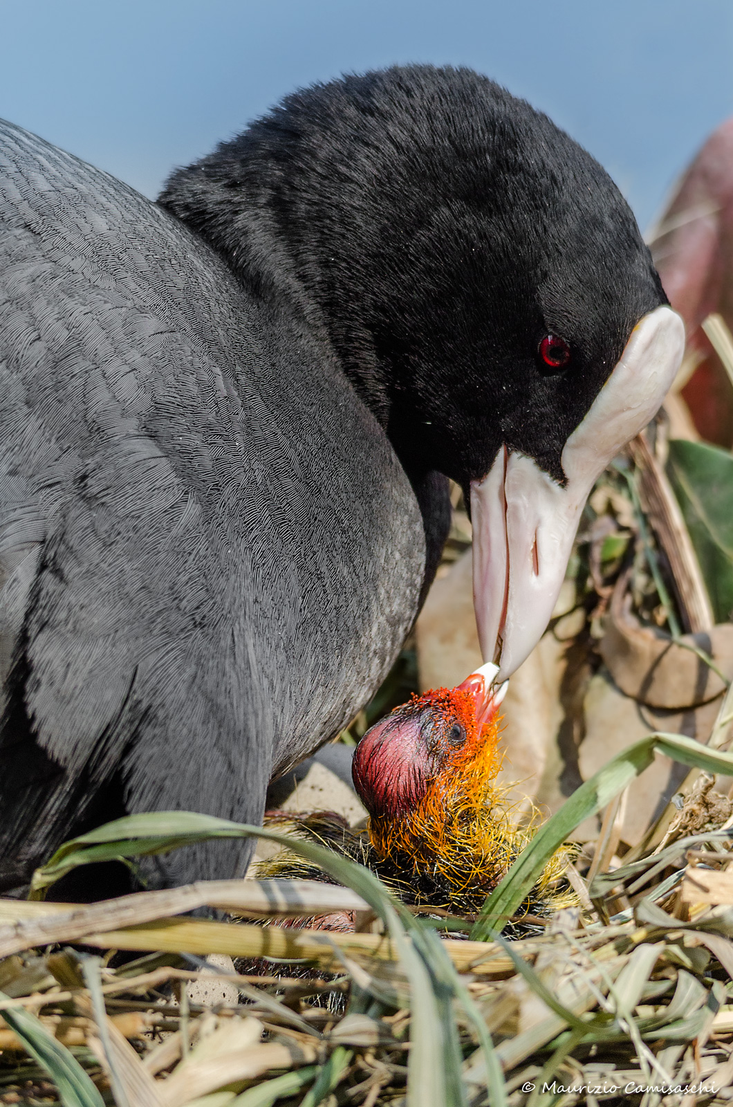 Mother coot