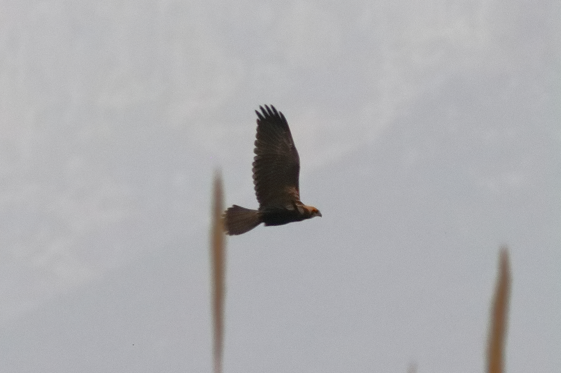 Falco di palude F 19-06-2024 - 0534