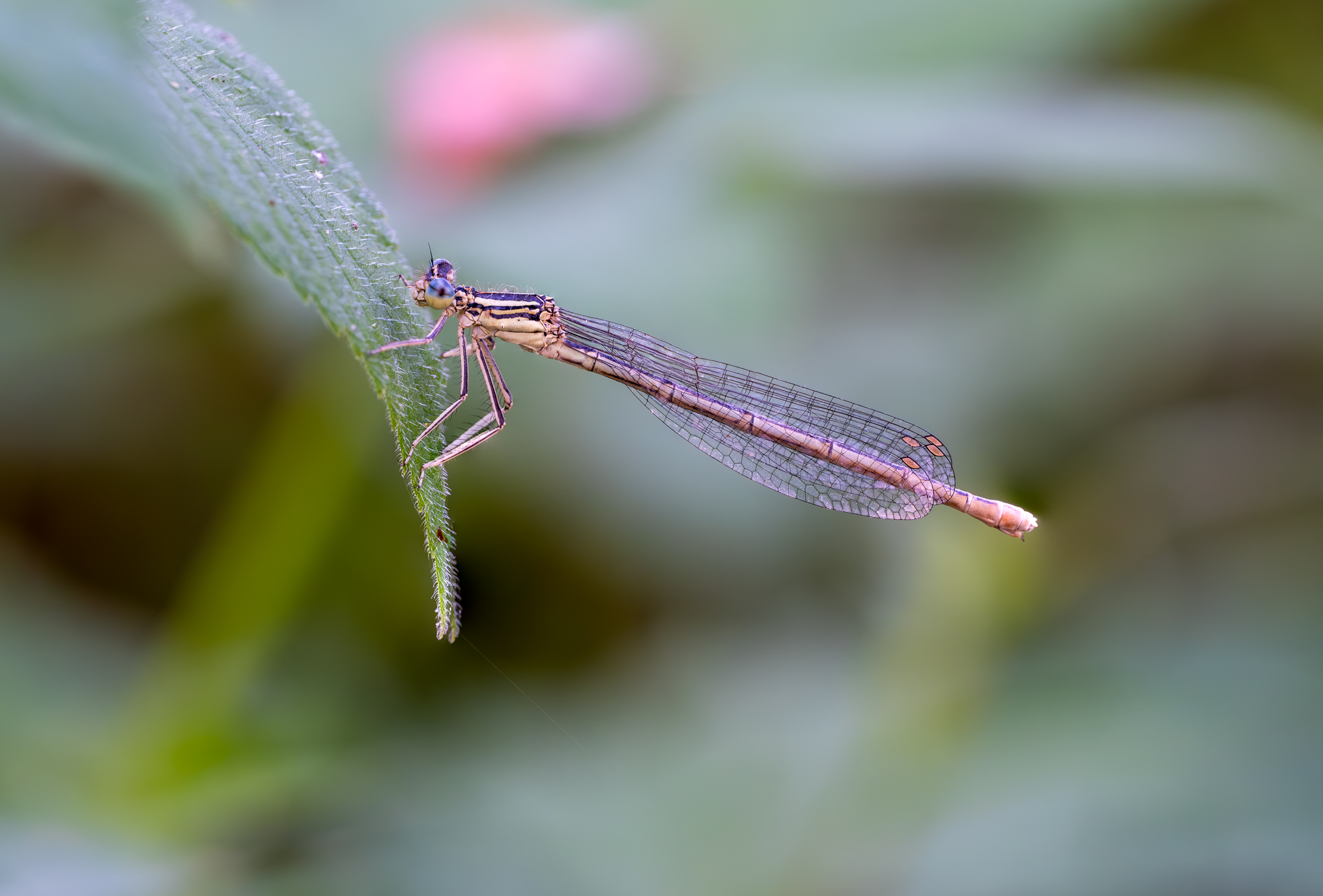 Damsel