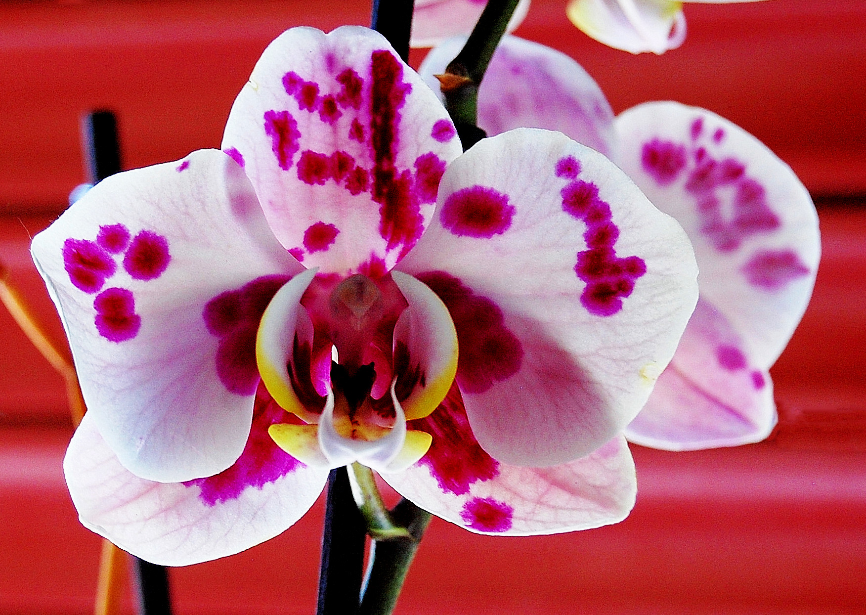 Phalaenopsis: moth-shaped orchid