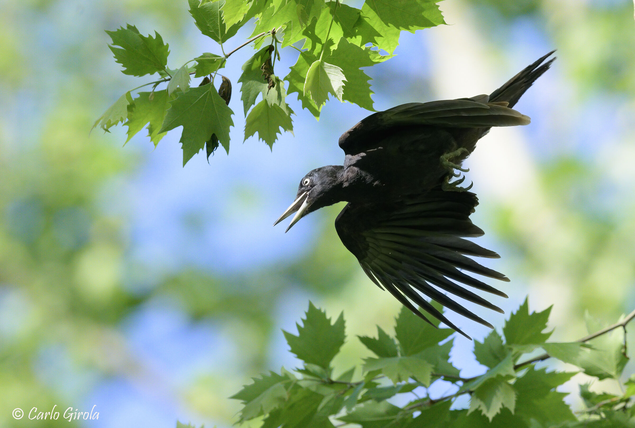 Picchio nero (Dryocopus martius)