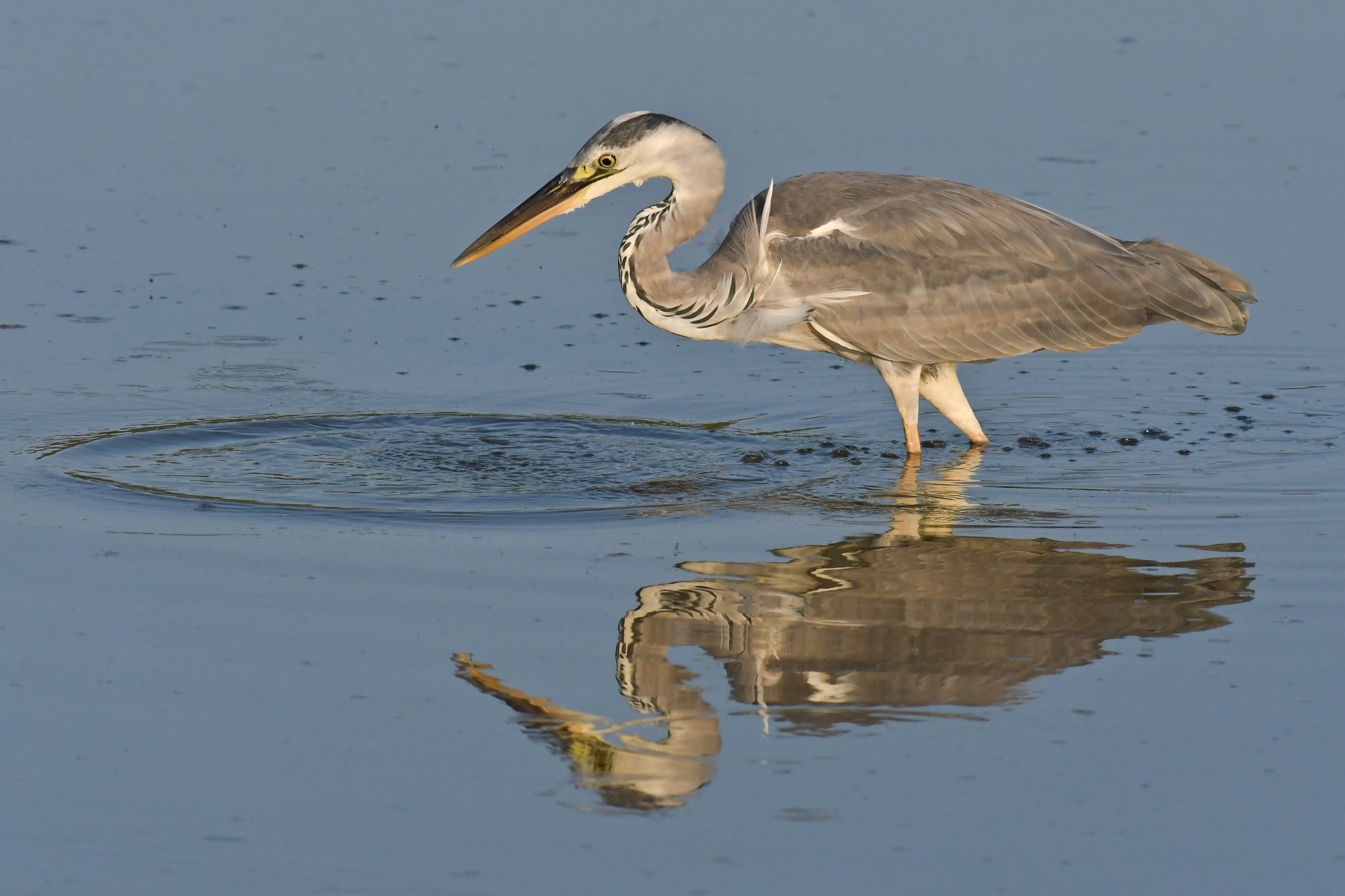 Grey Heron
