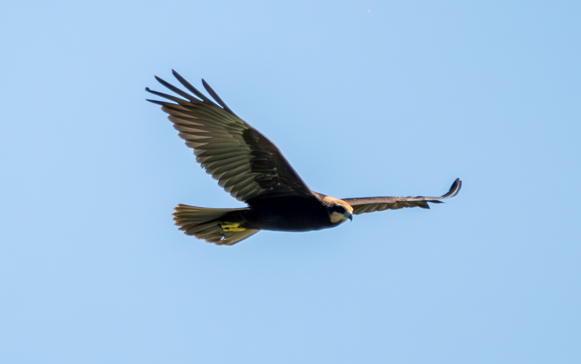 Hunting marsh harrier
