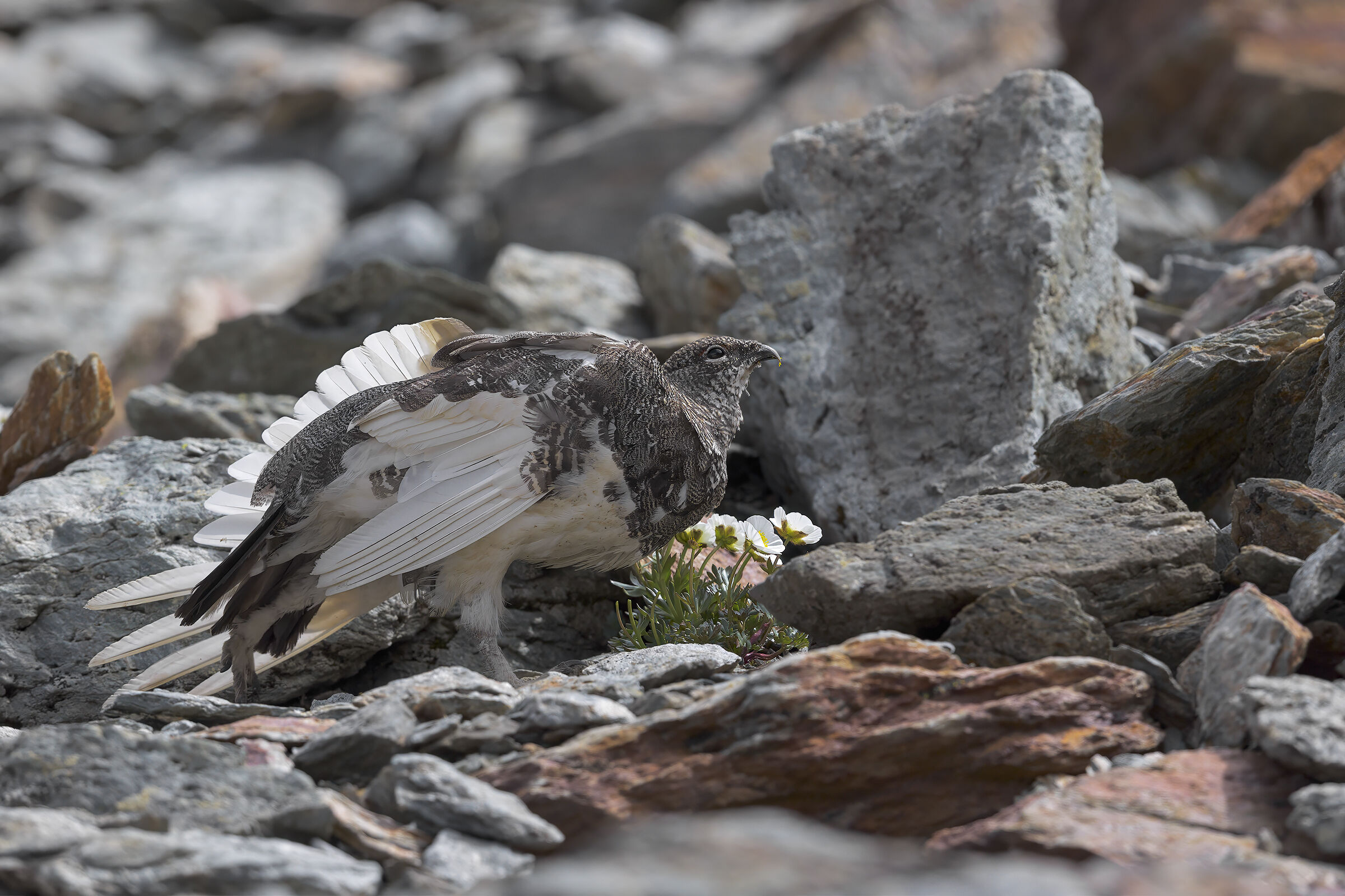 pernice bianca in alimentazione