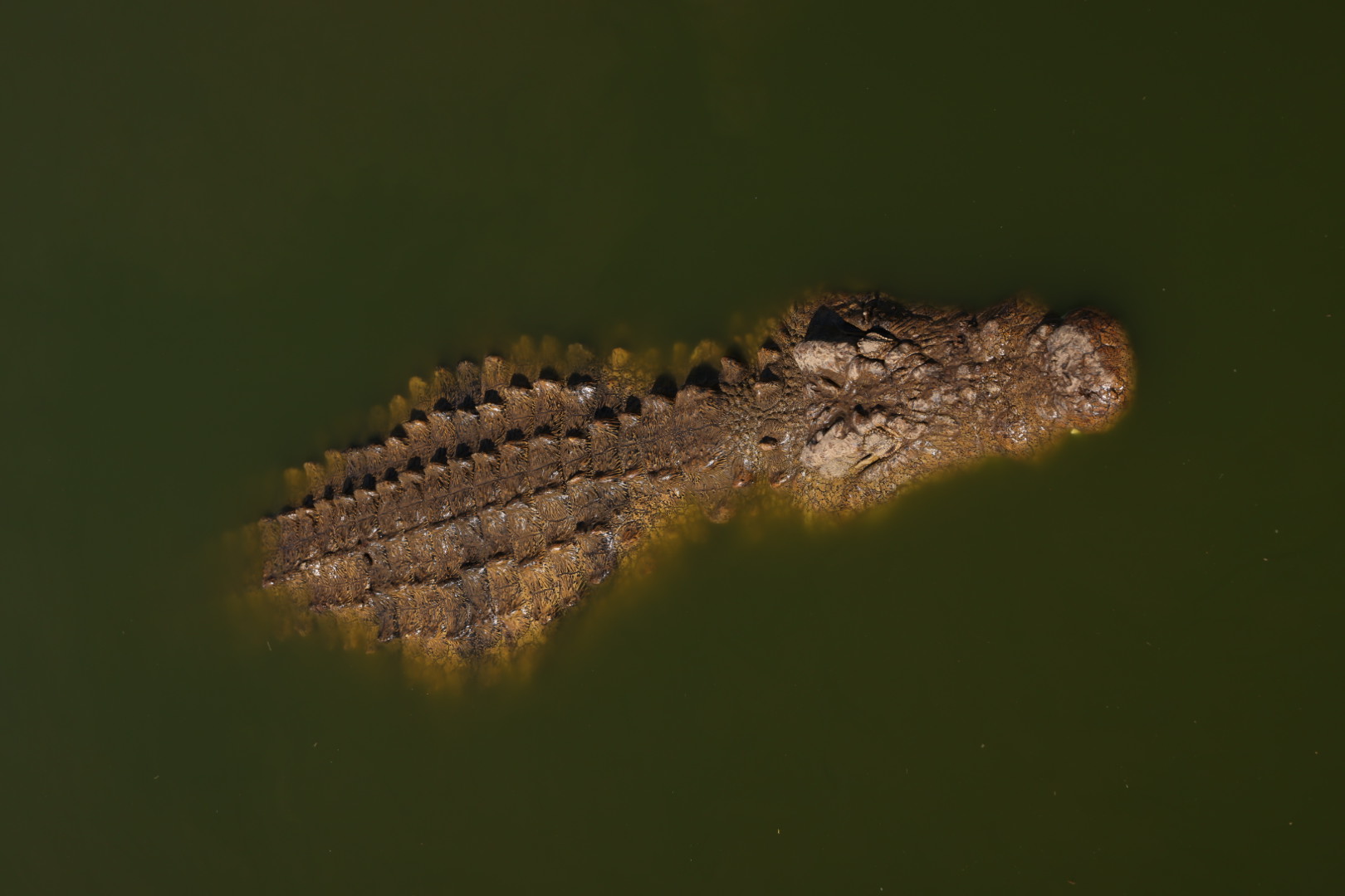 Crocodylus niloticus Madagascar