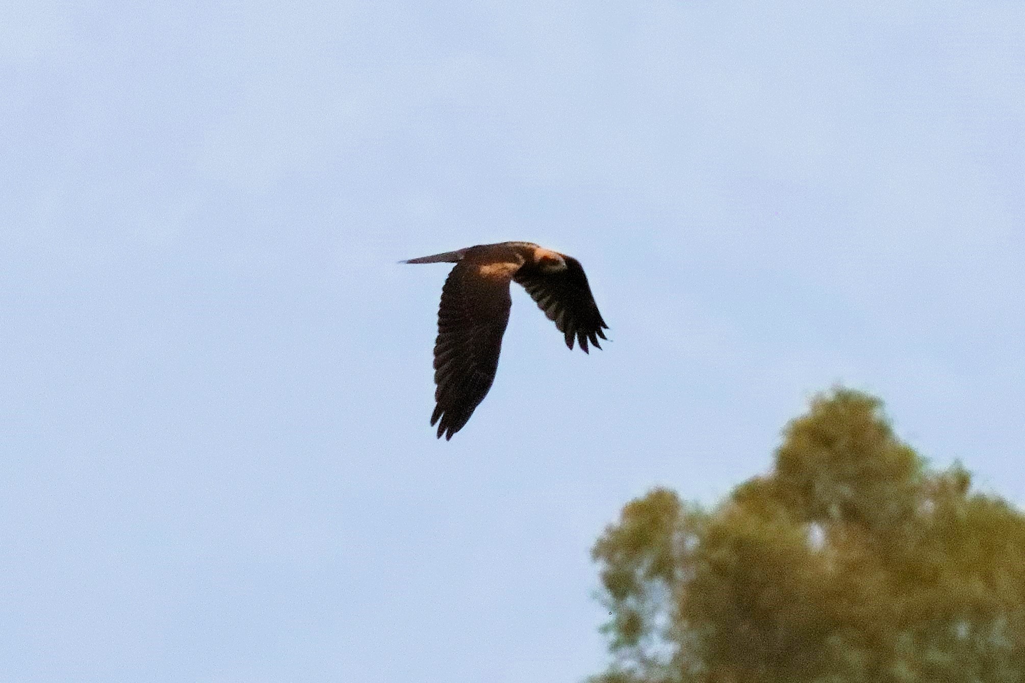 Falco di palude F 19-06-2024 - 0575