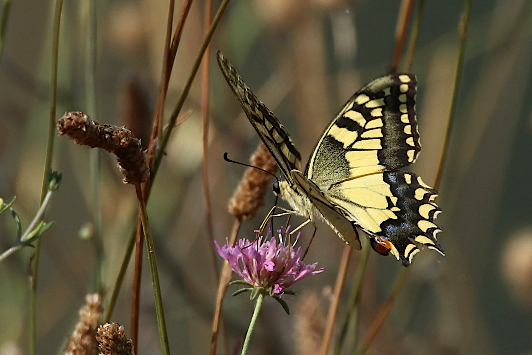 Swallowtail