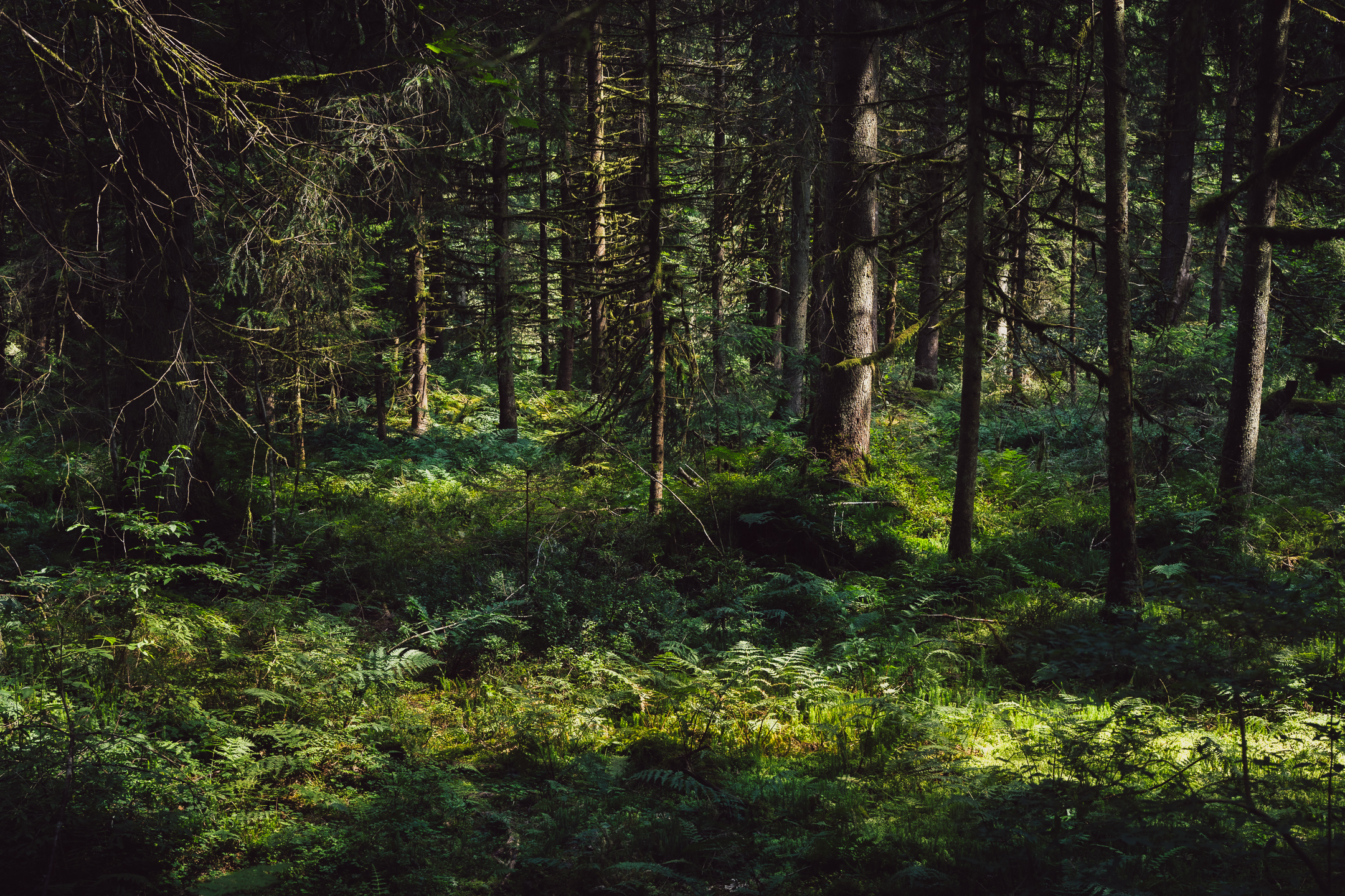 Summer in the woods