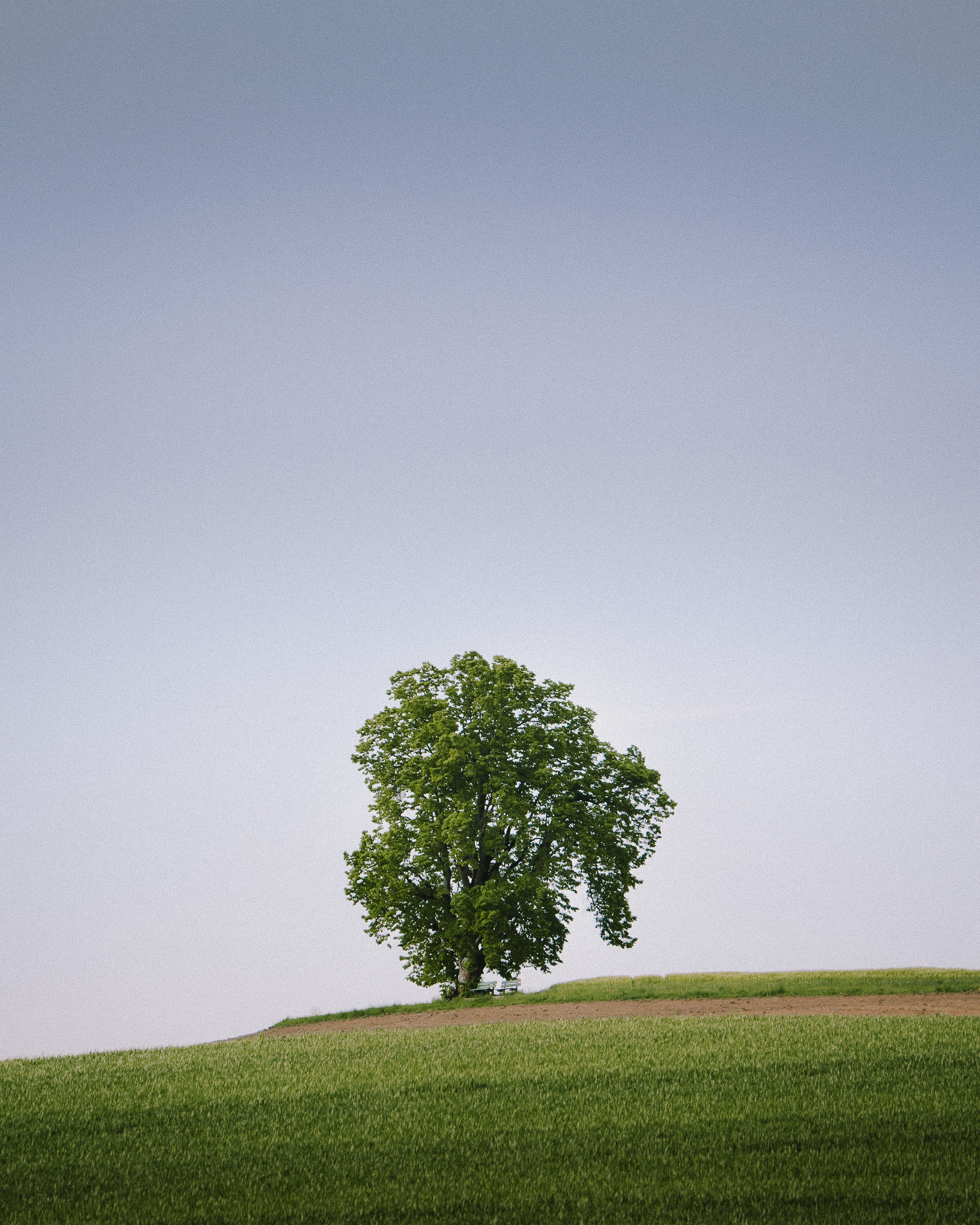 The lonely tree