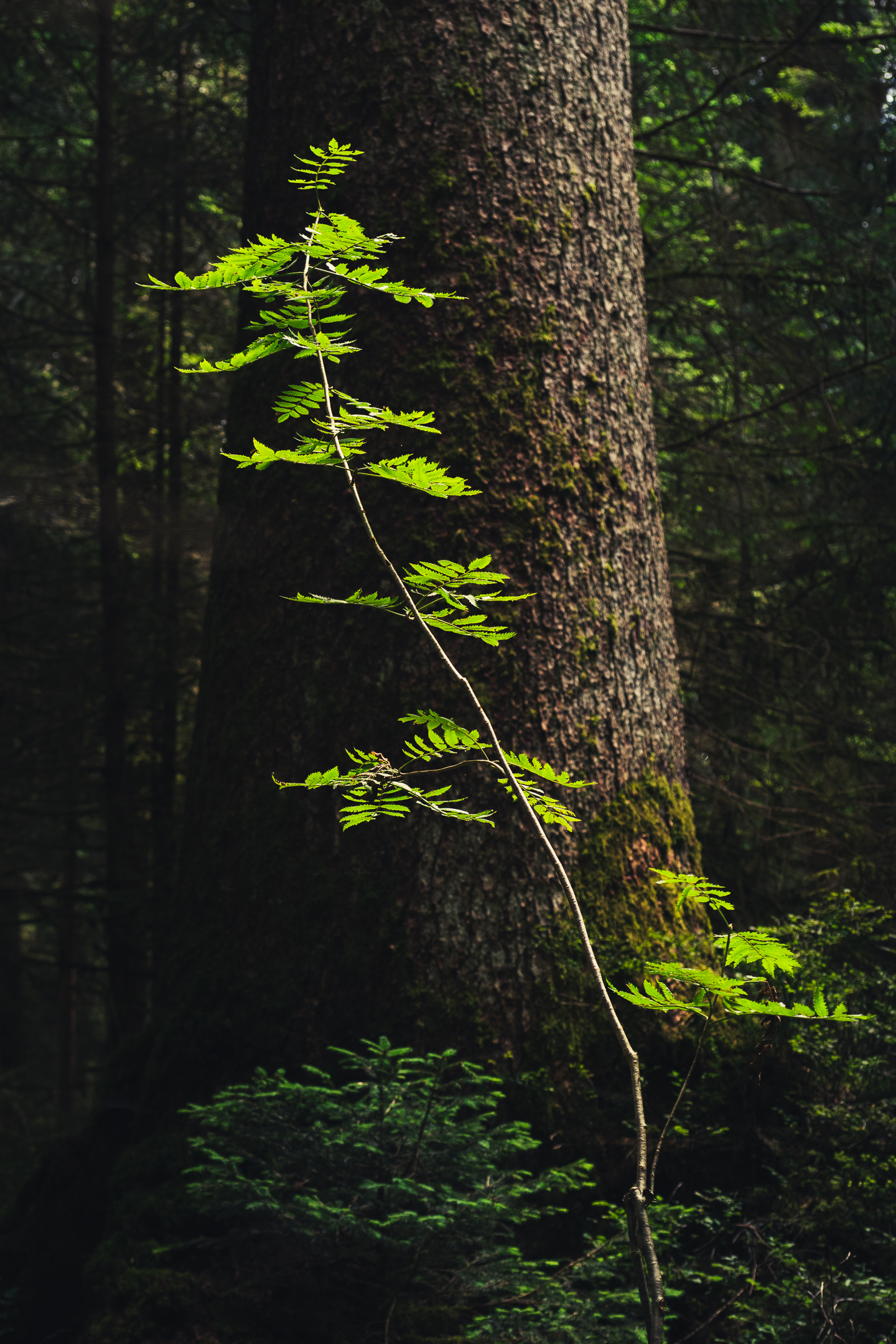 Small tree, big forest