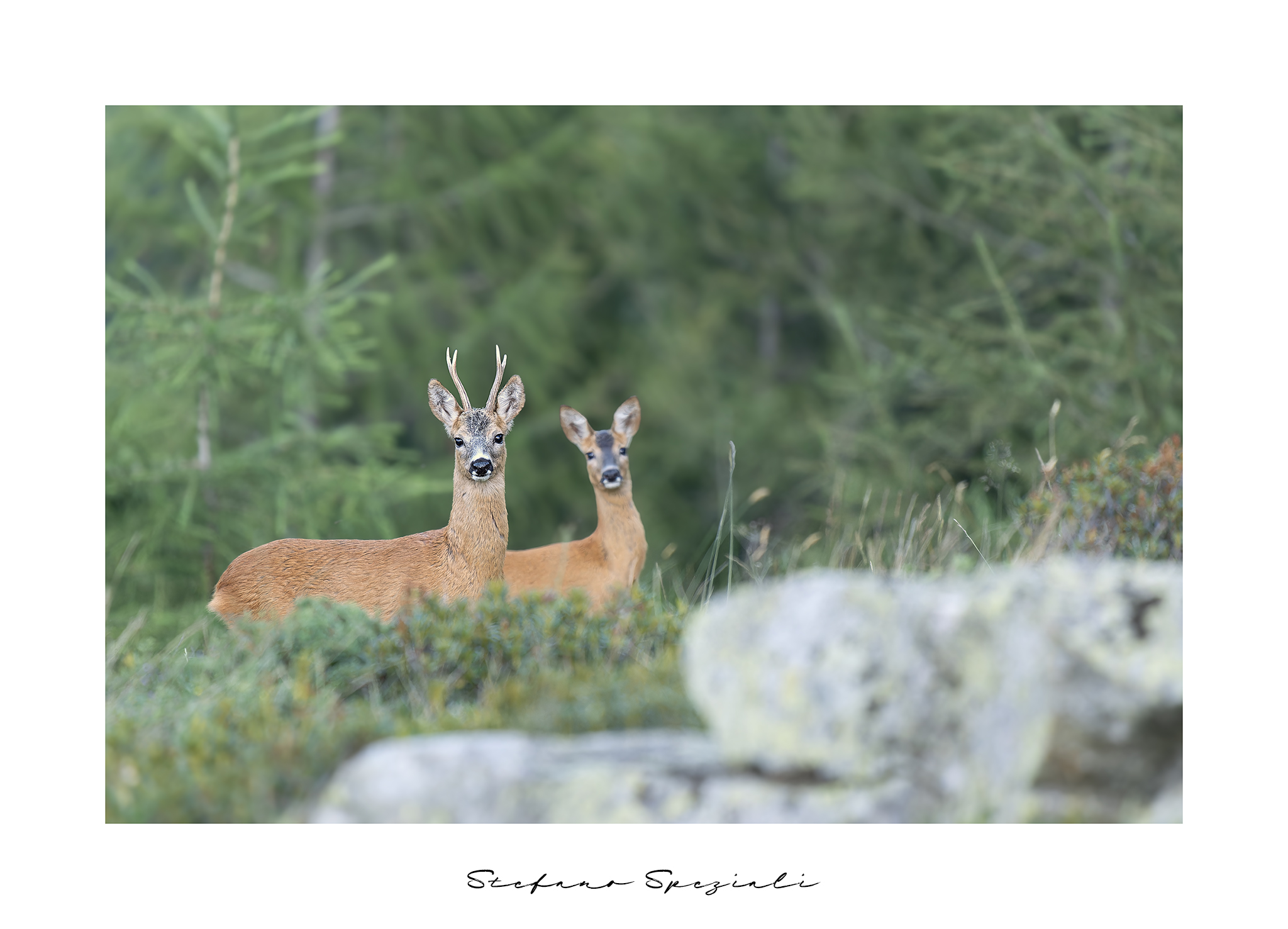 Capriolo - Capreolus capreolus