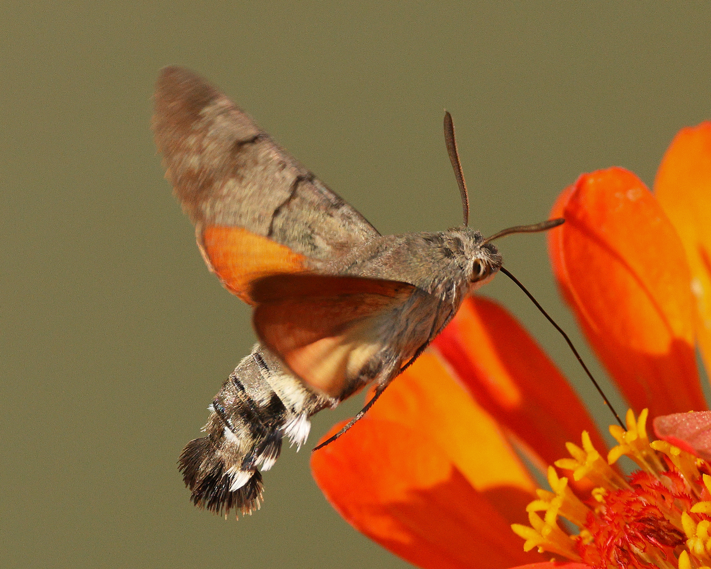 Hummingbird Sphinx