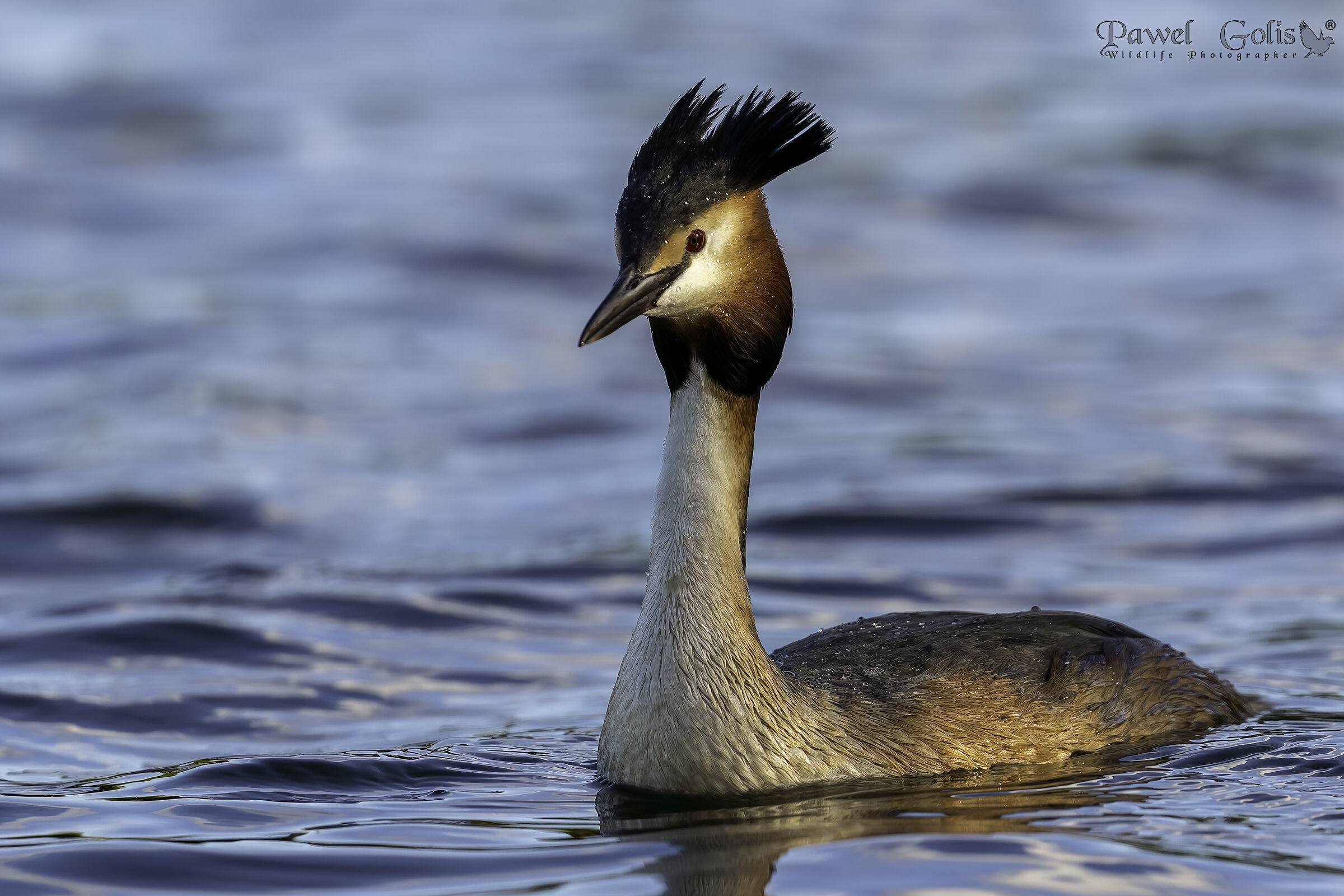 Svasso maggiore (Podiceps cristatus)